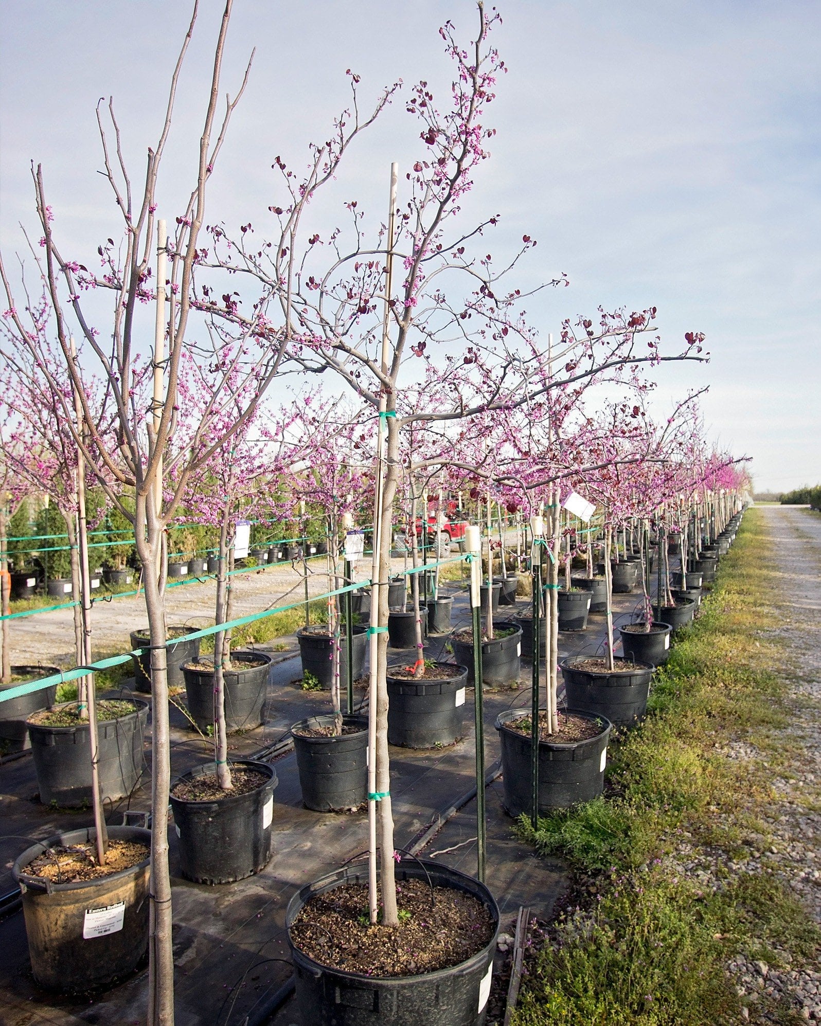 Eastern Redbud - Image 1