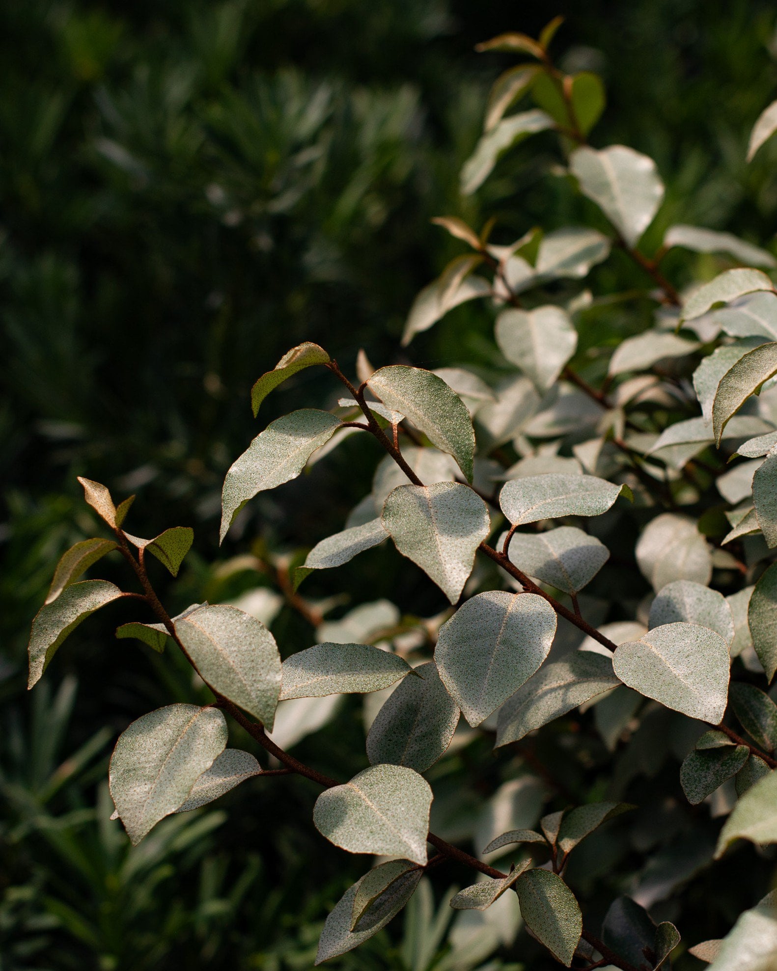 Fruitland Elaeagnus - Image 1