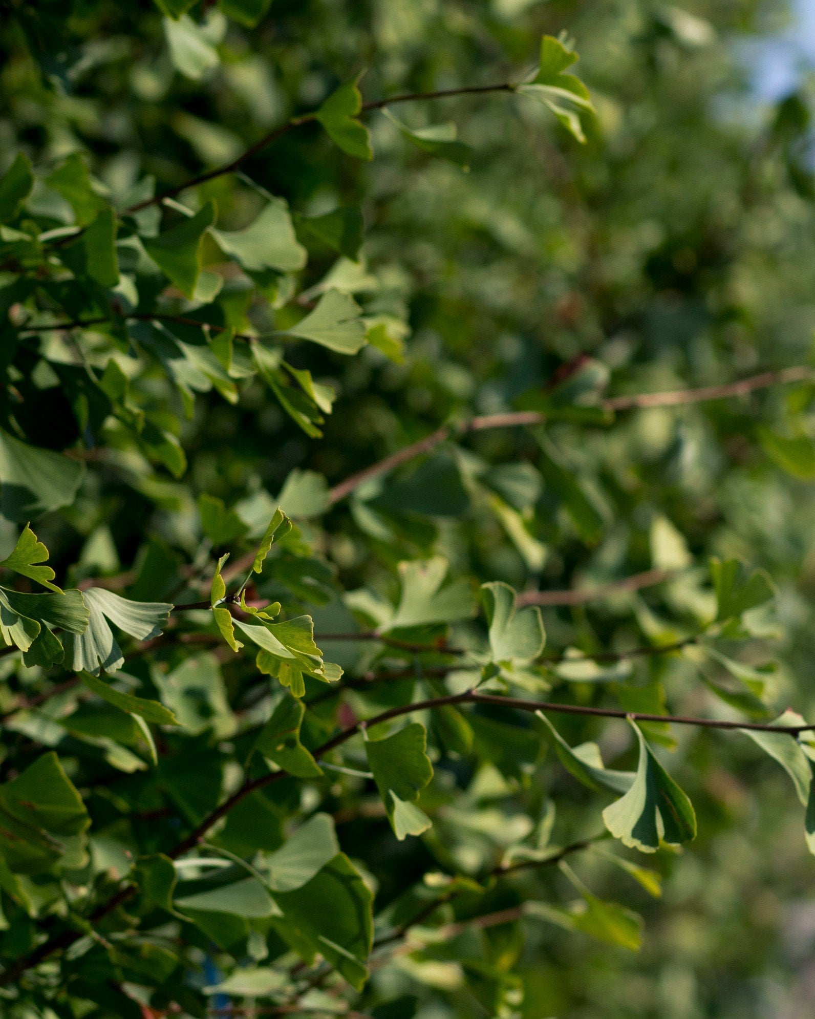 Grindstone Ginkgo - Image 1
