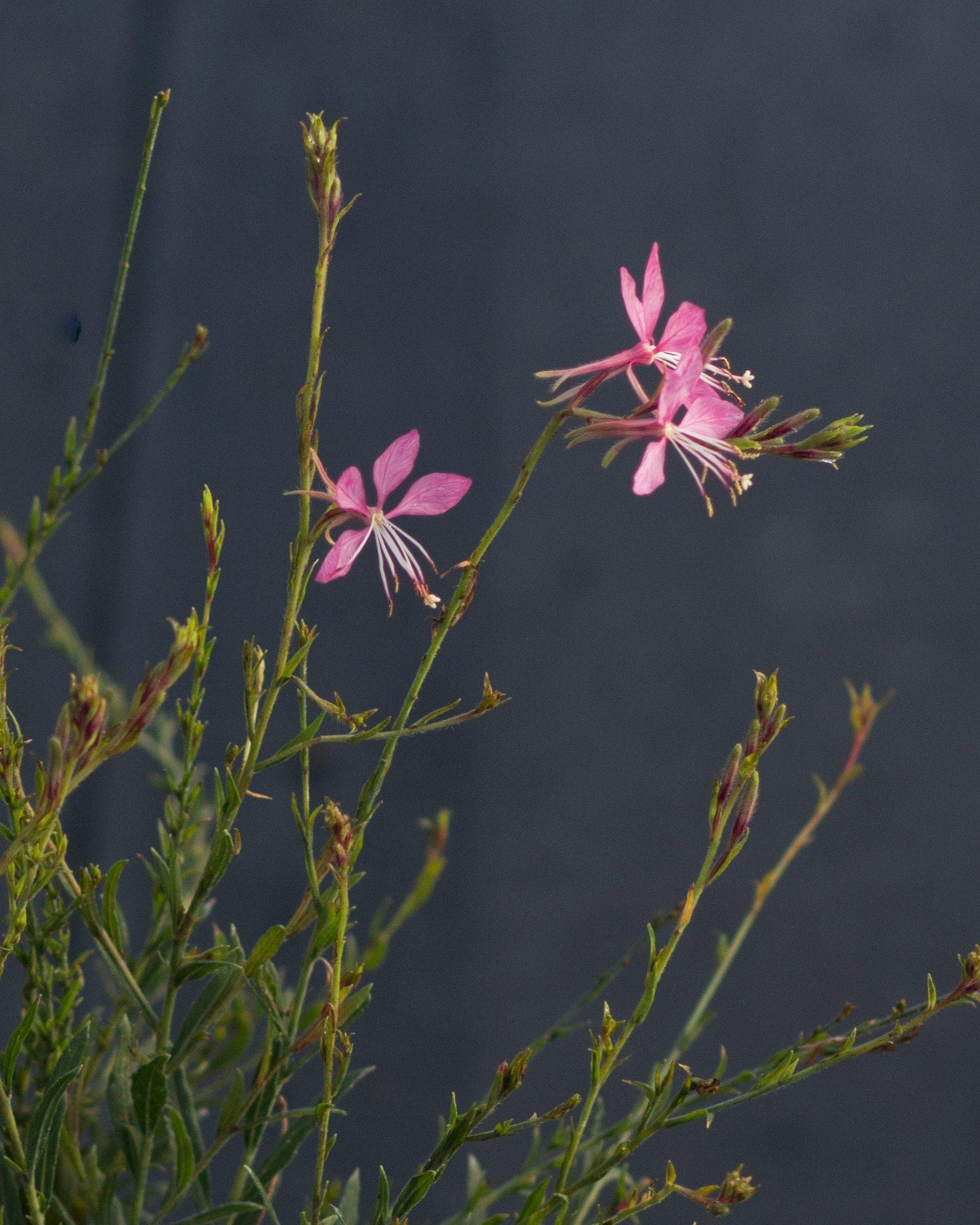 Graceful Pink Gaura - Image 1