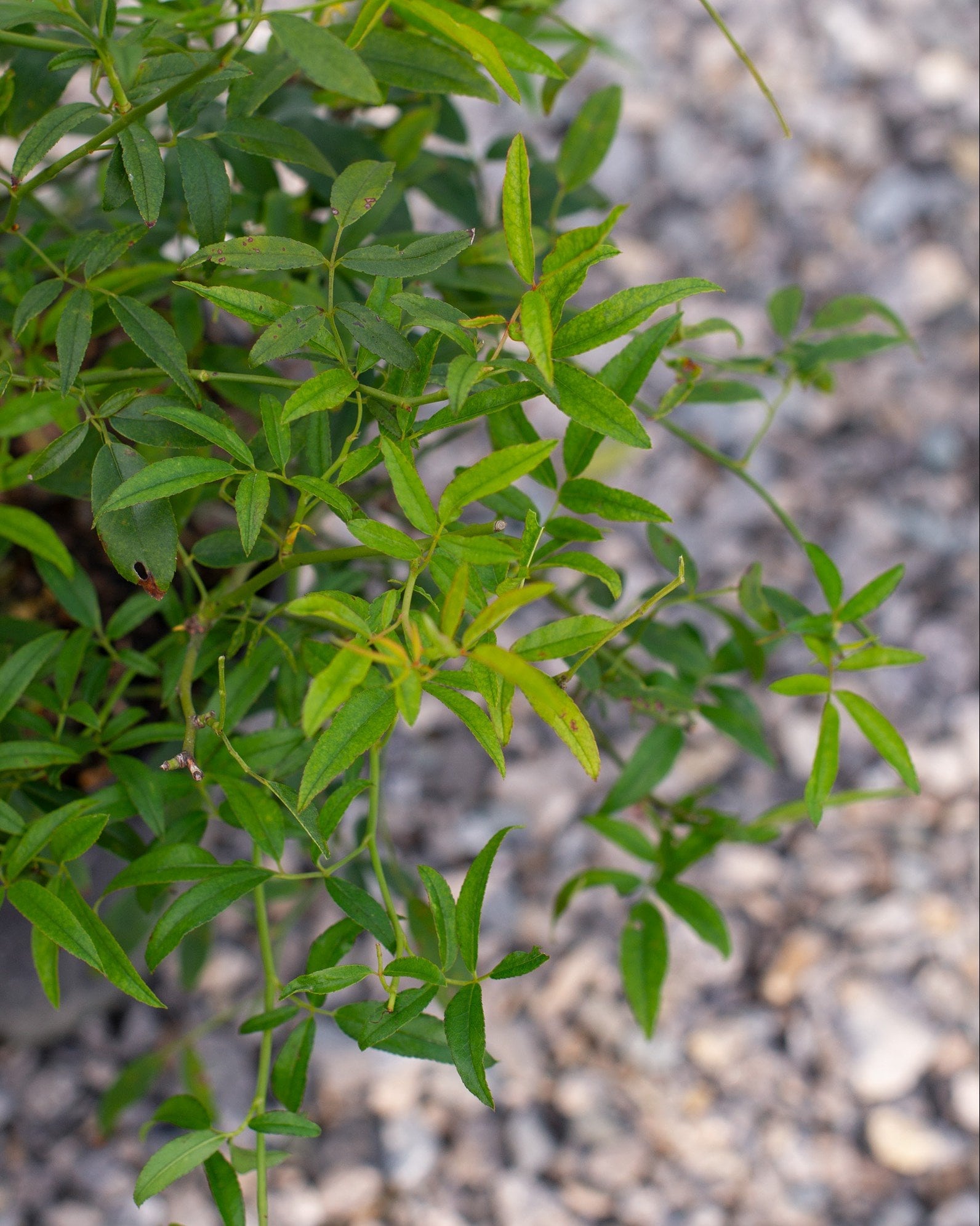 Lady Banks Climbing Rose - Image 1