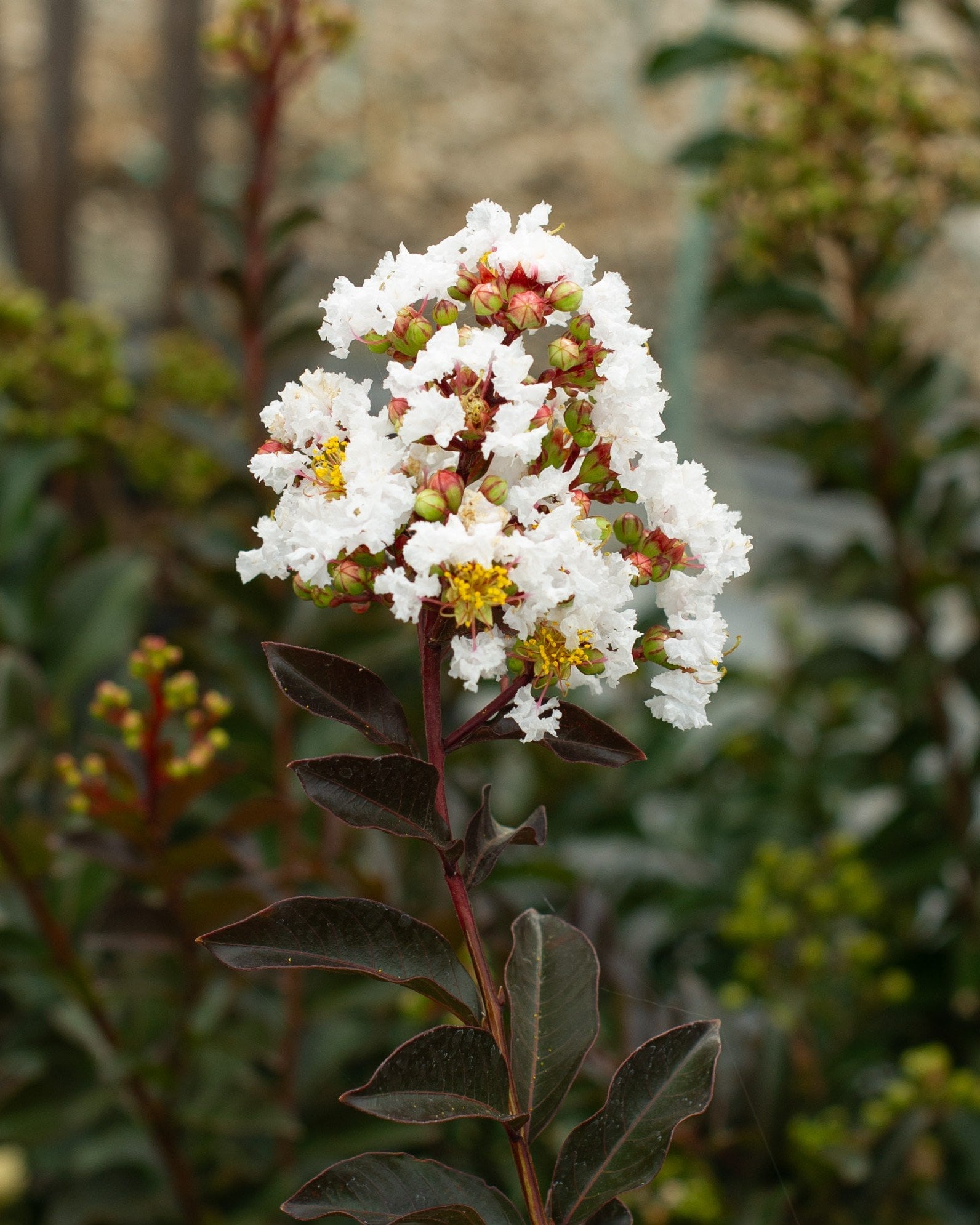Like a Latte Crape Myrtle - Image 1