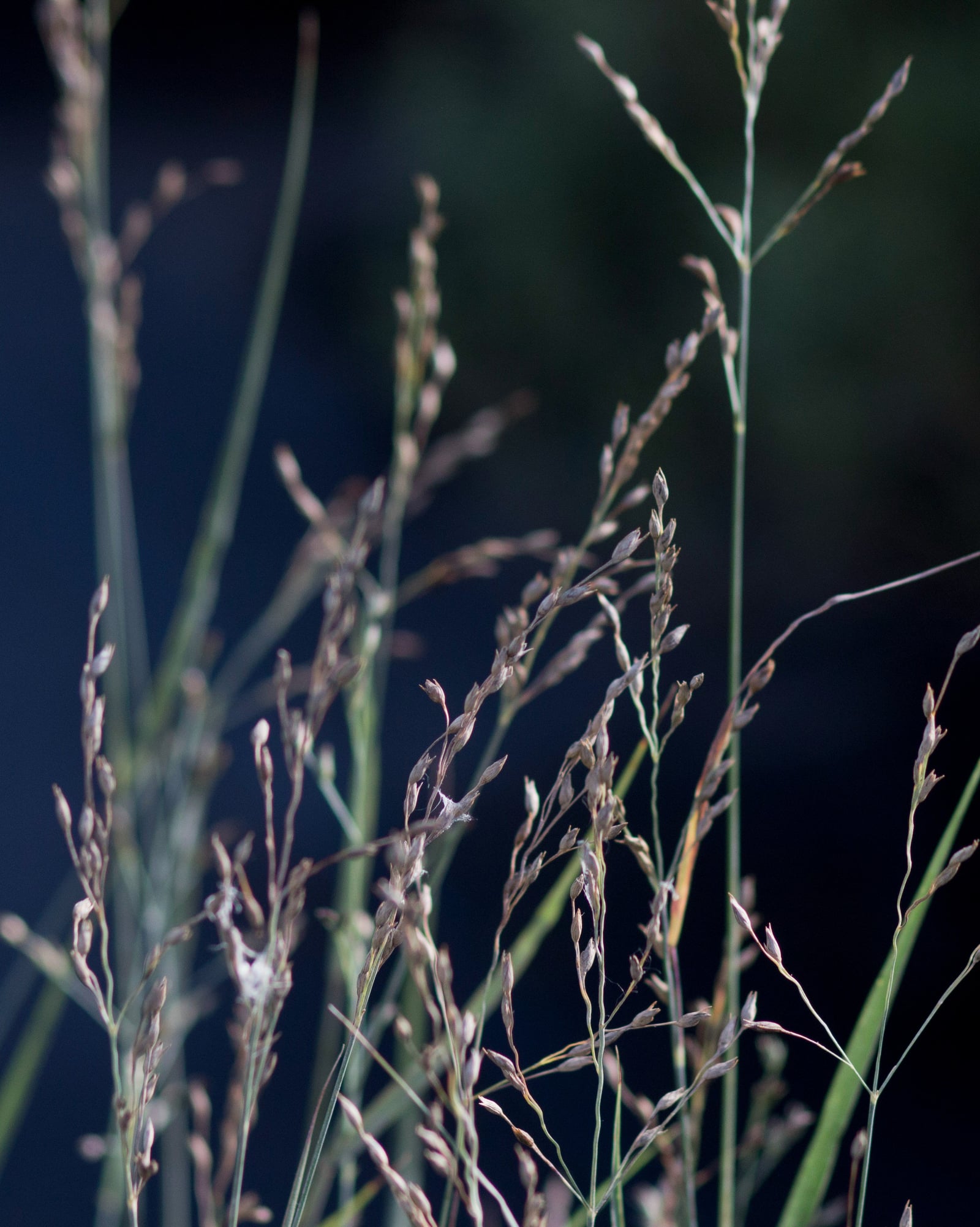 Heavy Metal Switch Grass - Image 1