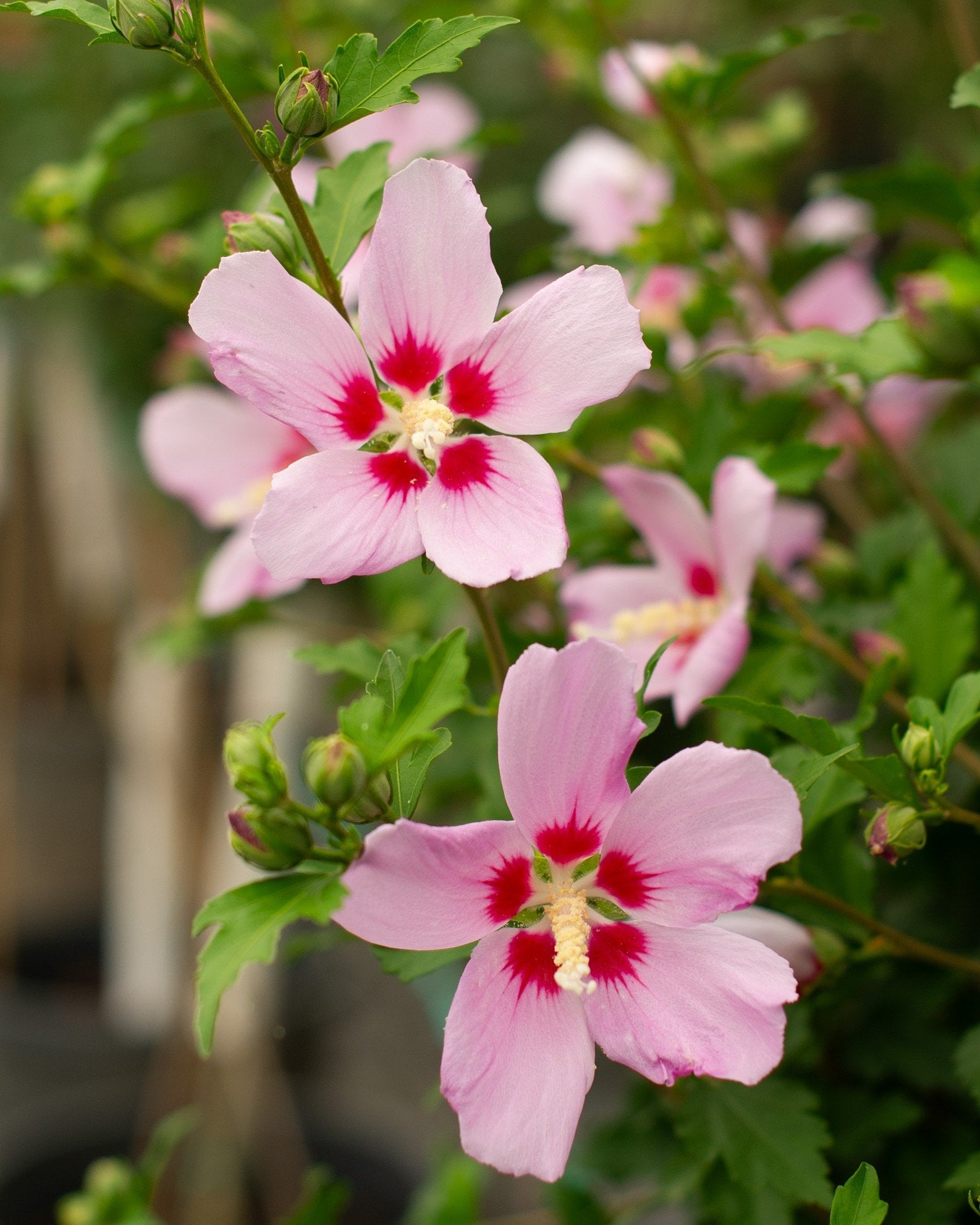 Minerva Althea Tree Form - Image 1
