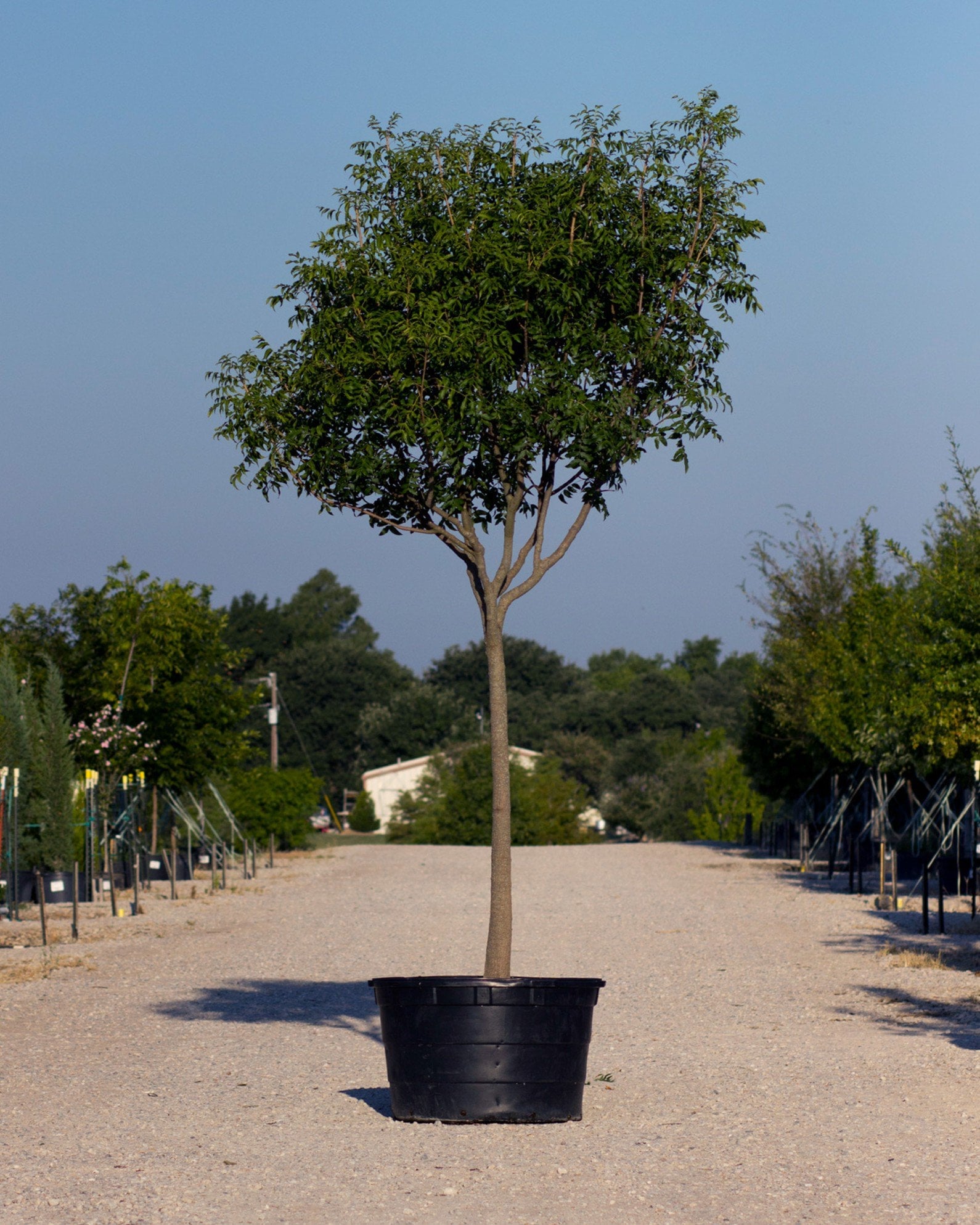 Chinese Pistachio - Image 2