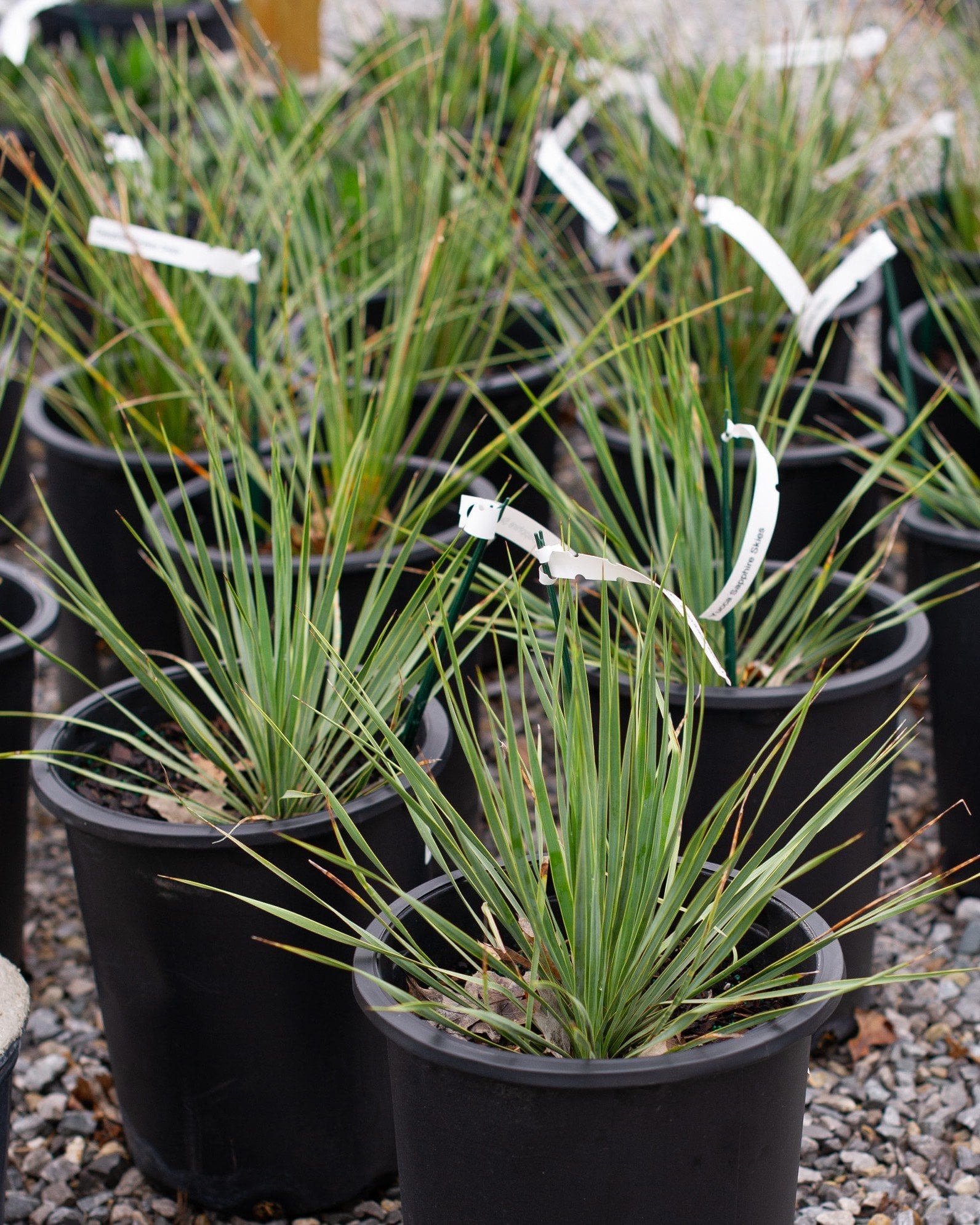Sapphire Skies Blue Beaked Yucca - Image 1