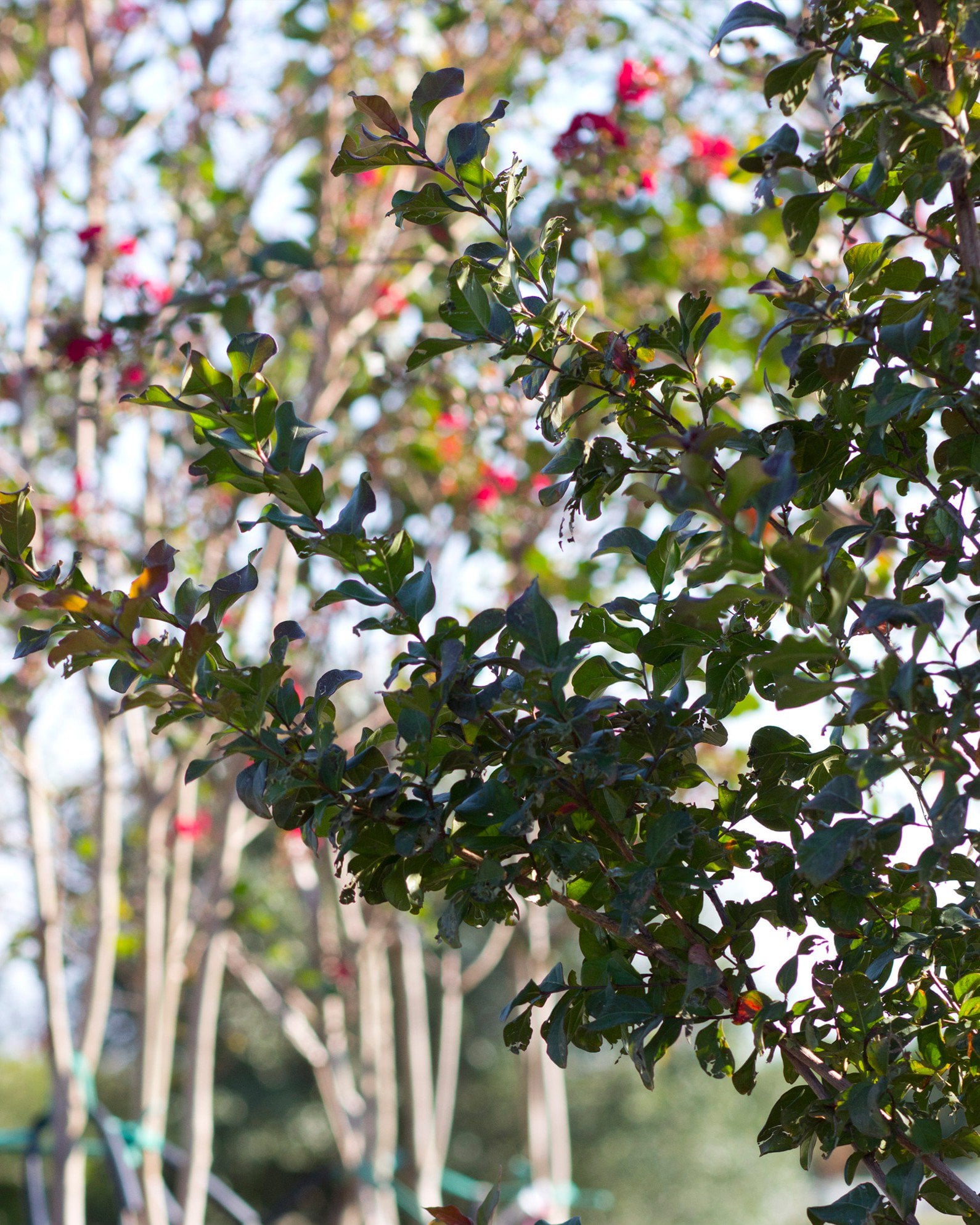 Colorama Purple Crape Myrtle - Image 1