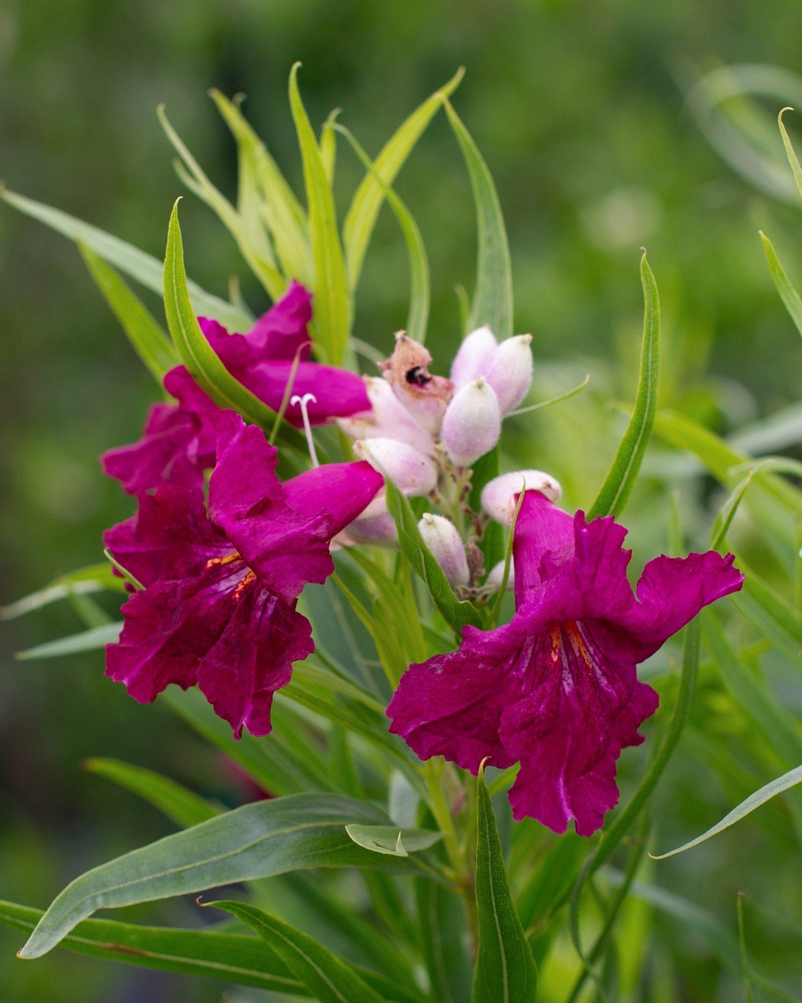 Sweet Bubba Desert Willow Tree Form - Image 2