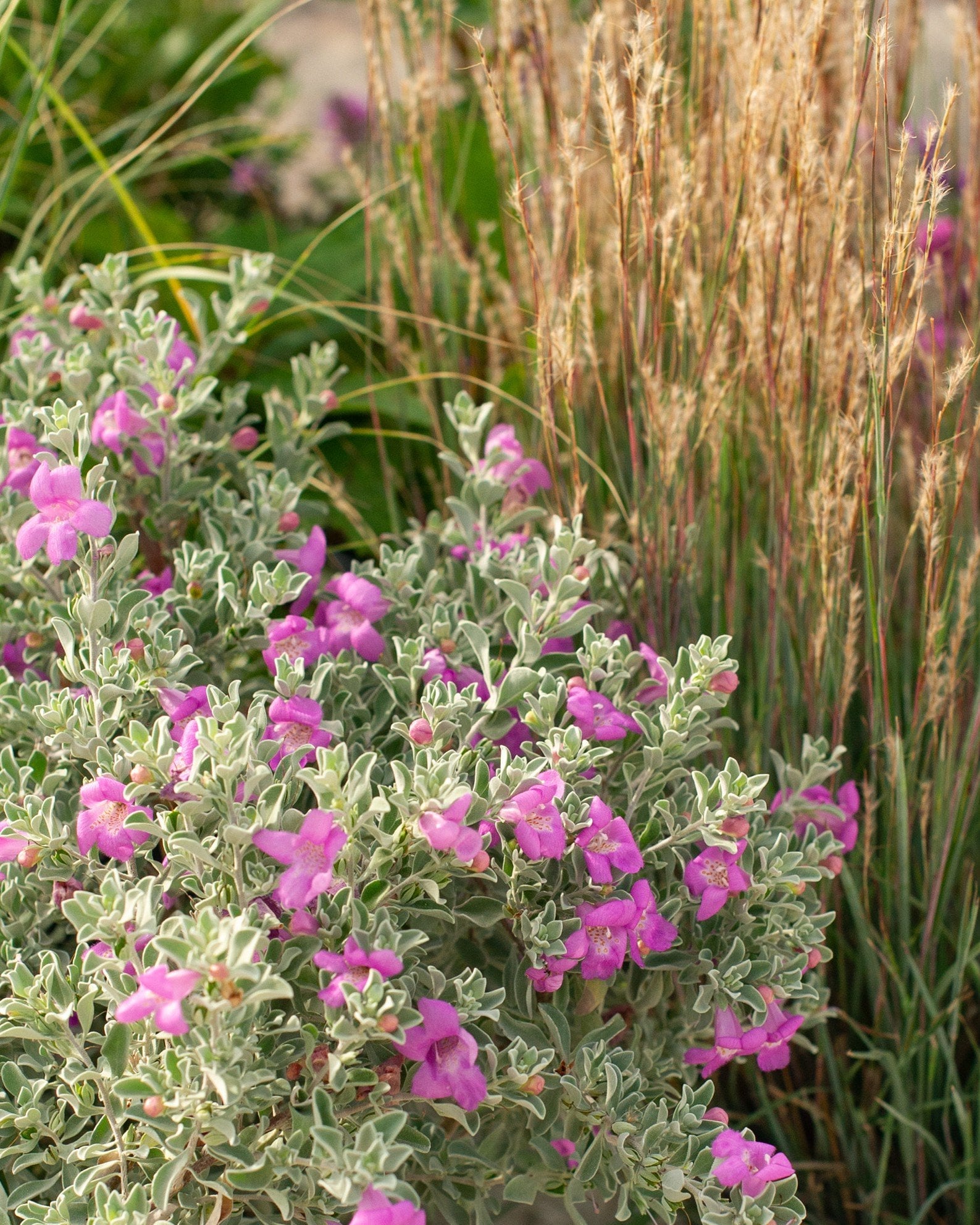 Desperado Texas Sage - Image 1