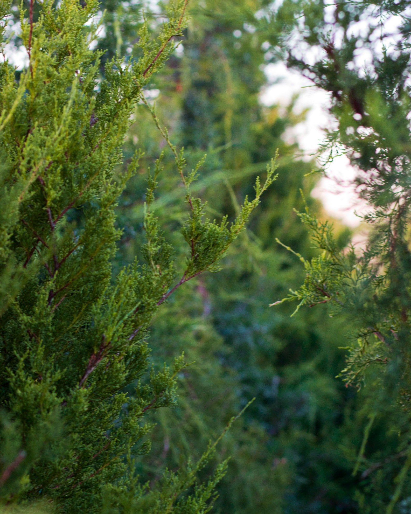 Eastern Red Cedar - Image 1
