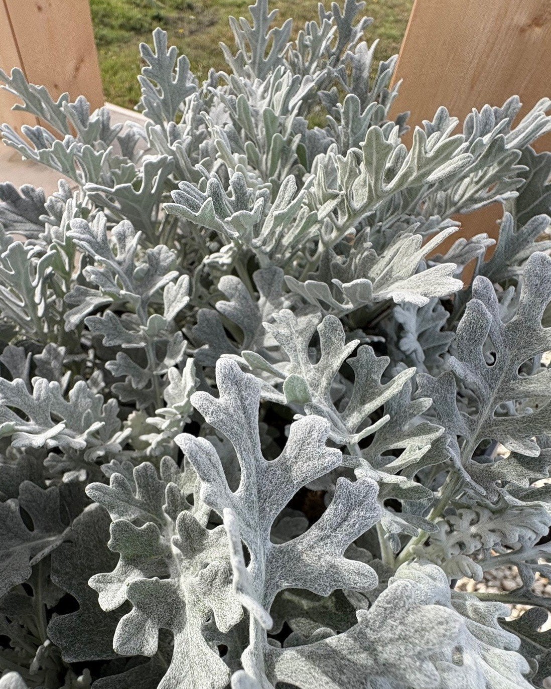 Silver Dust Dusty Miller - Image 1
