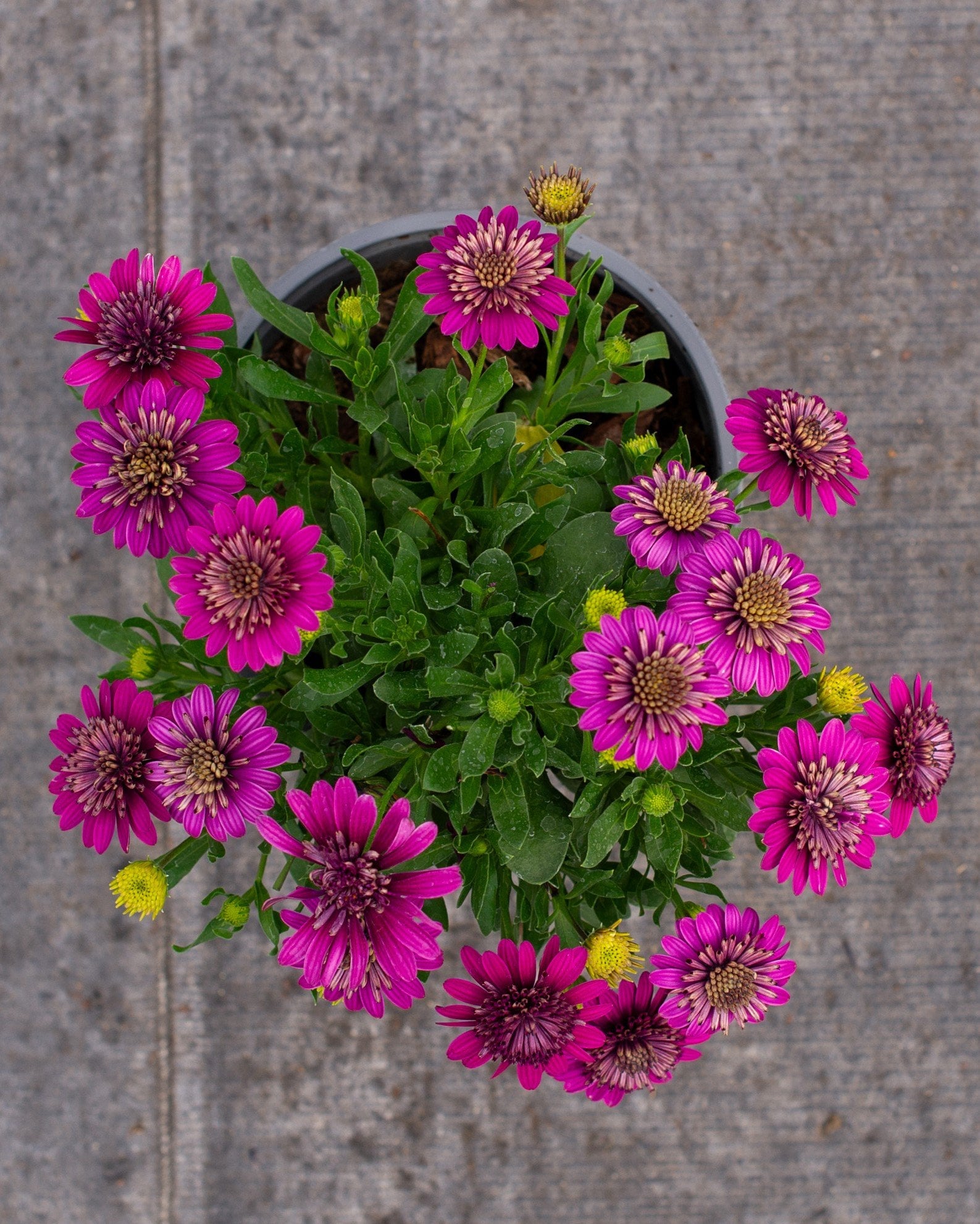 4D Purple African Daisy - Image 1