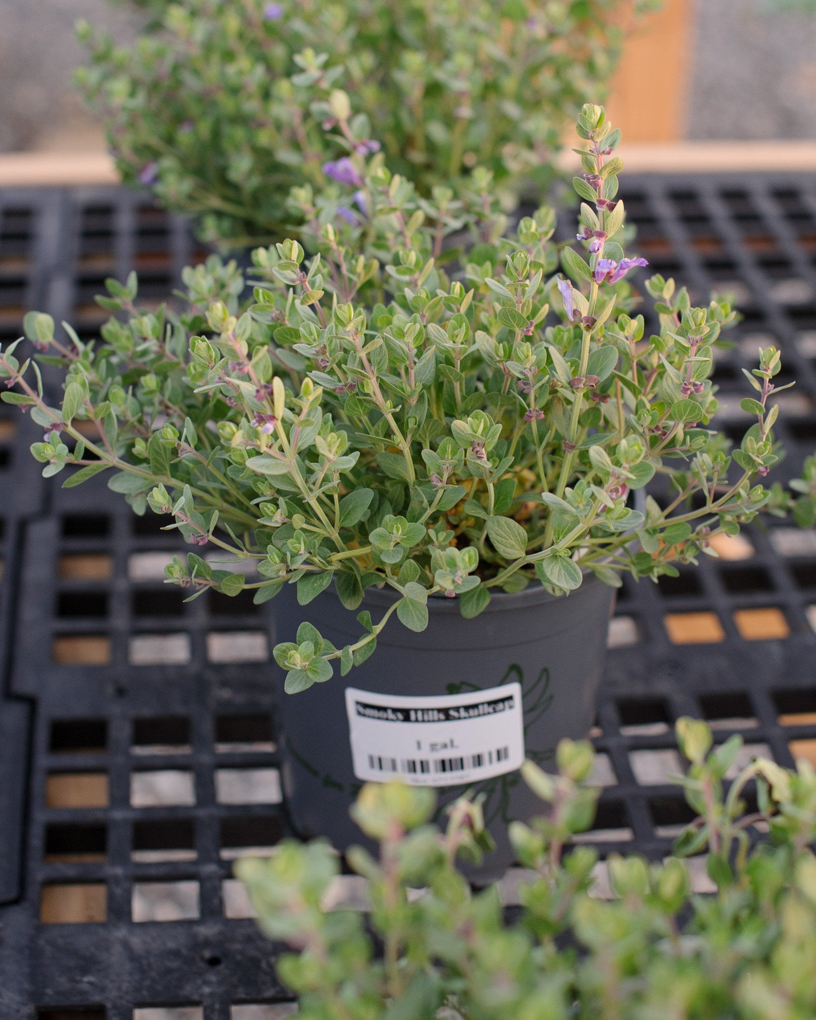 Smoky Hills Skullcap - Image 1