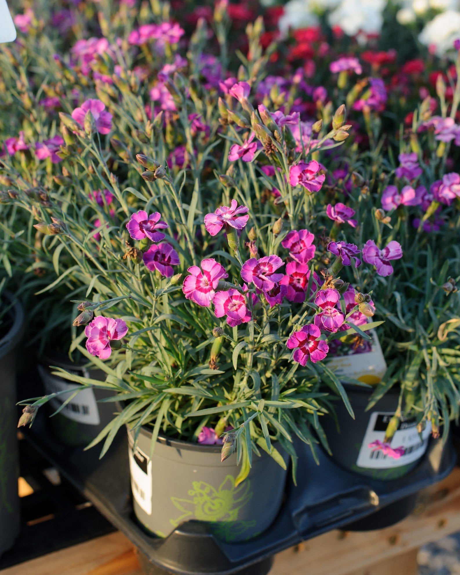 EverLast Violet Blue Dianthus - Image 2