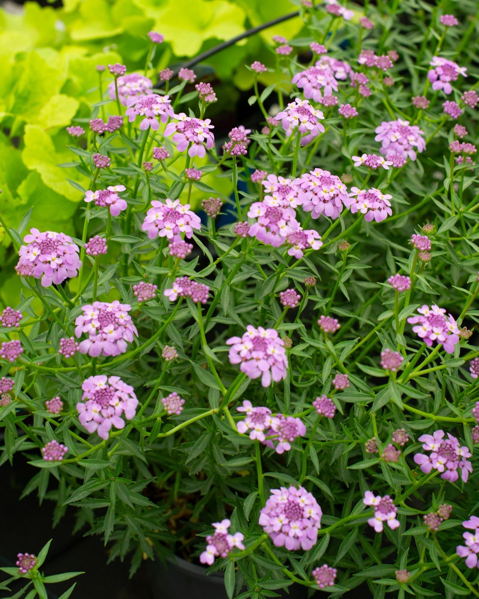 Mermaid Lavender Candytuft - Image 1