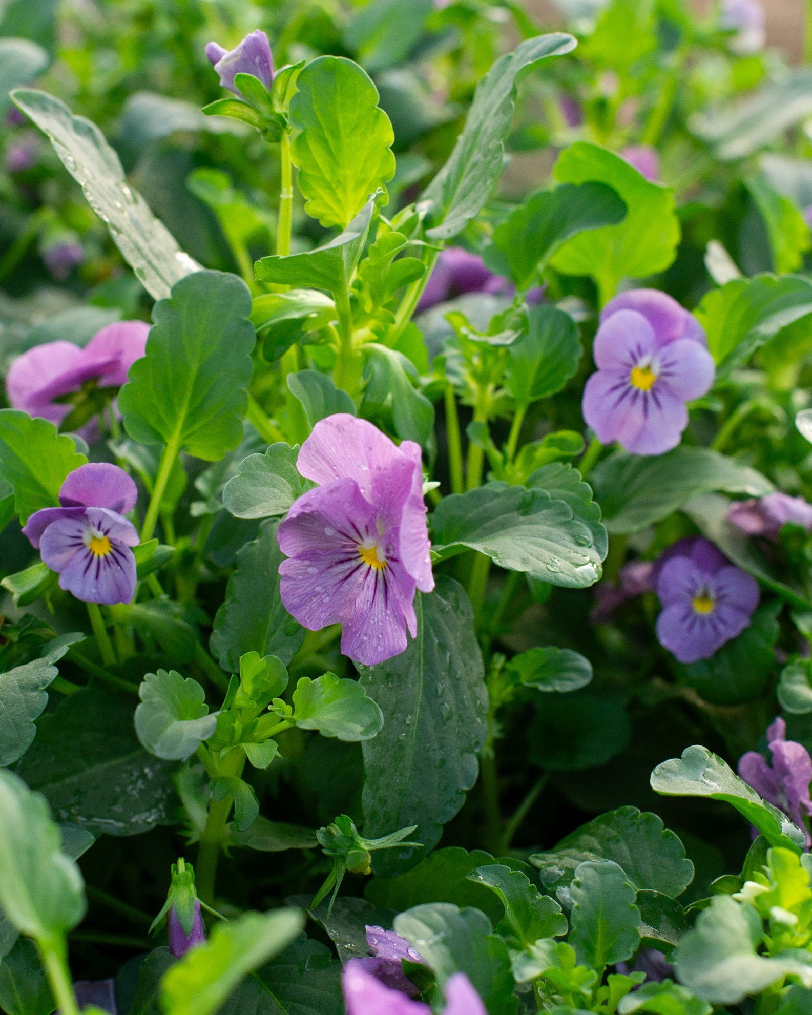 Admire Pink Viola with lavender blooms and green foliage in a nursery container
