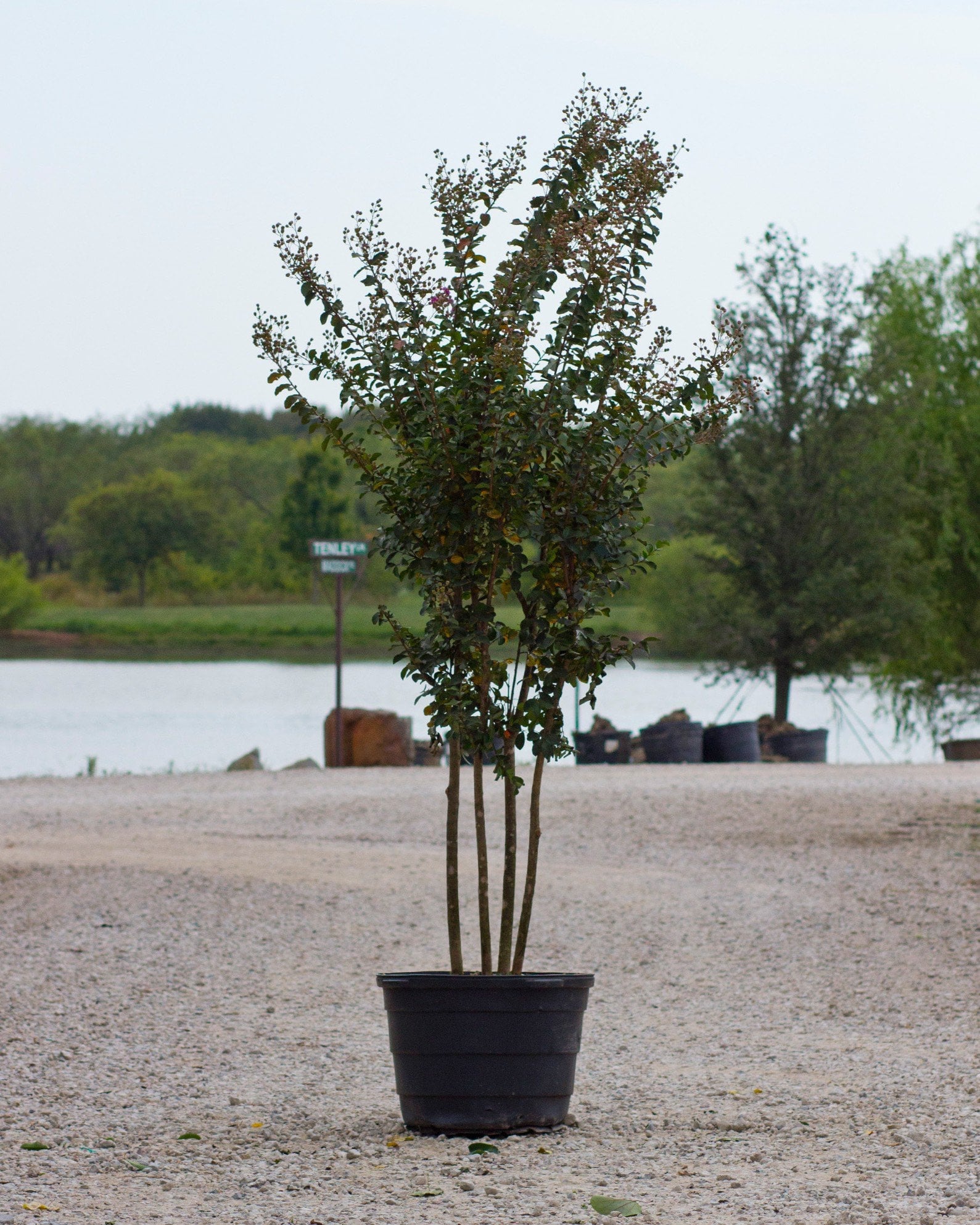 Autauga Crape Myrtle with a slender multi-trunk form in a container near a pond