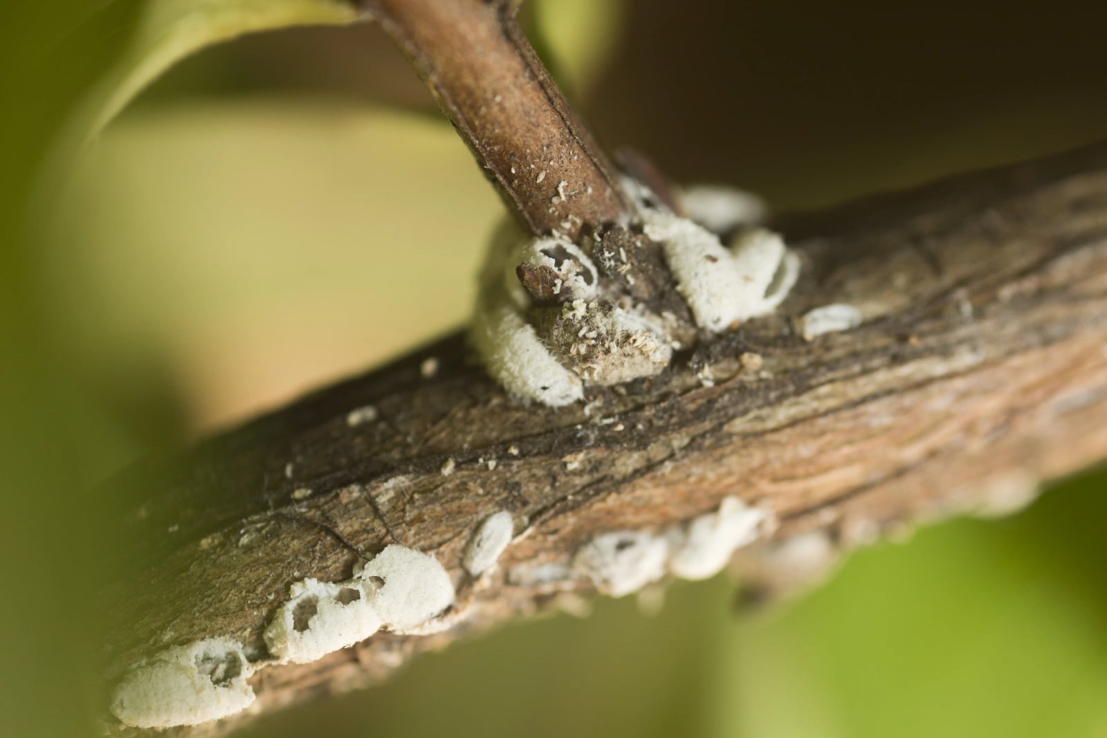 How to Kill Bark Scale on Crape Myrtles