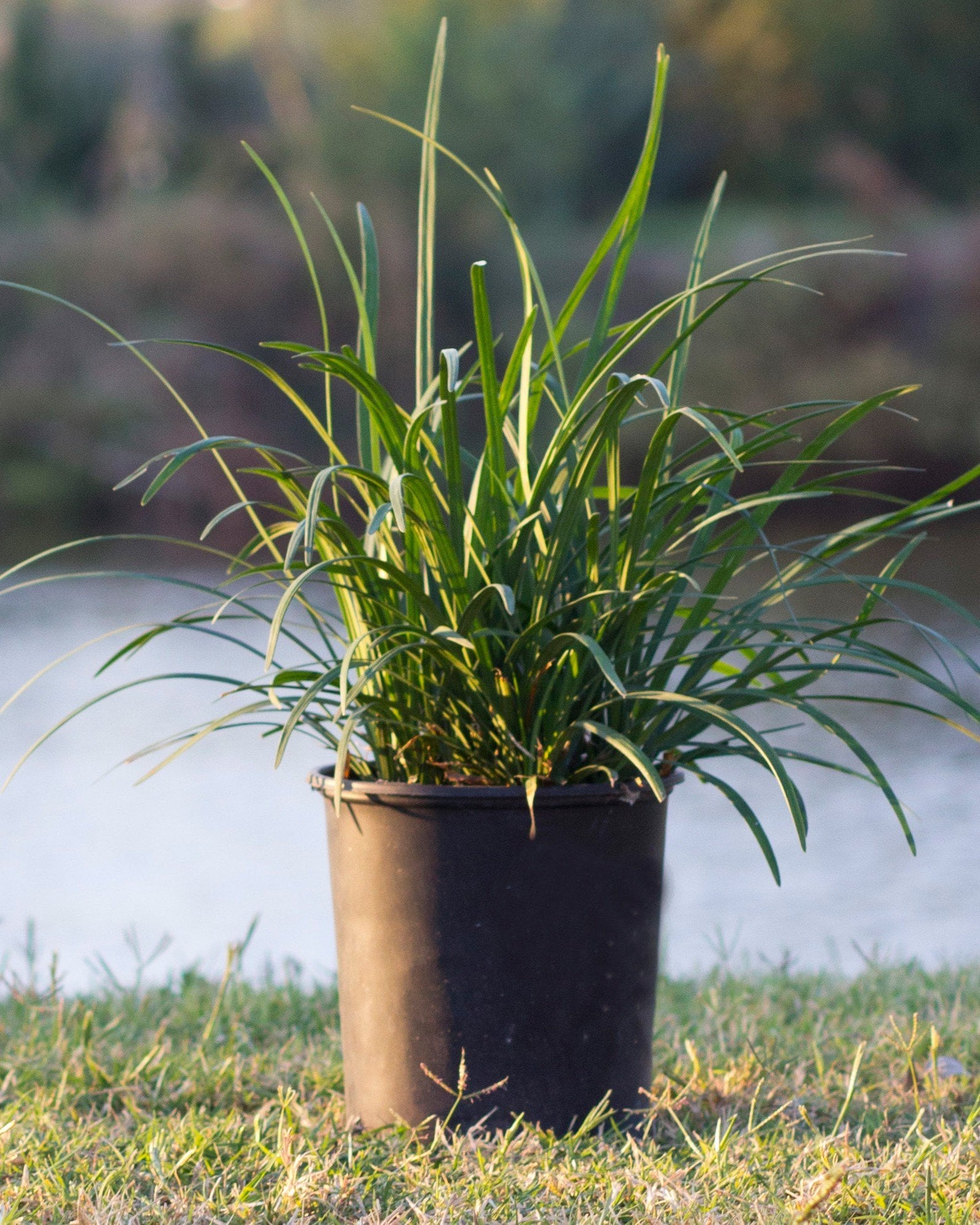 Big Blue Liriope with arching green leaves in a black nursery container on grass