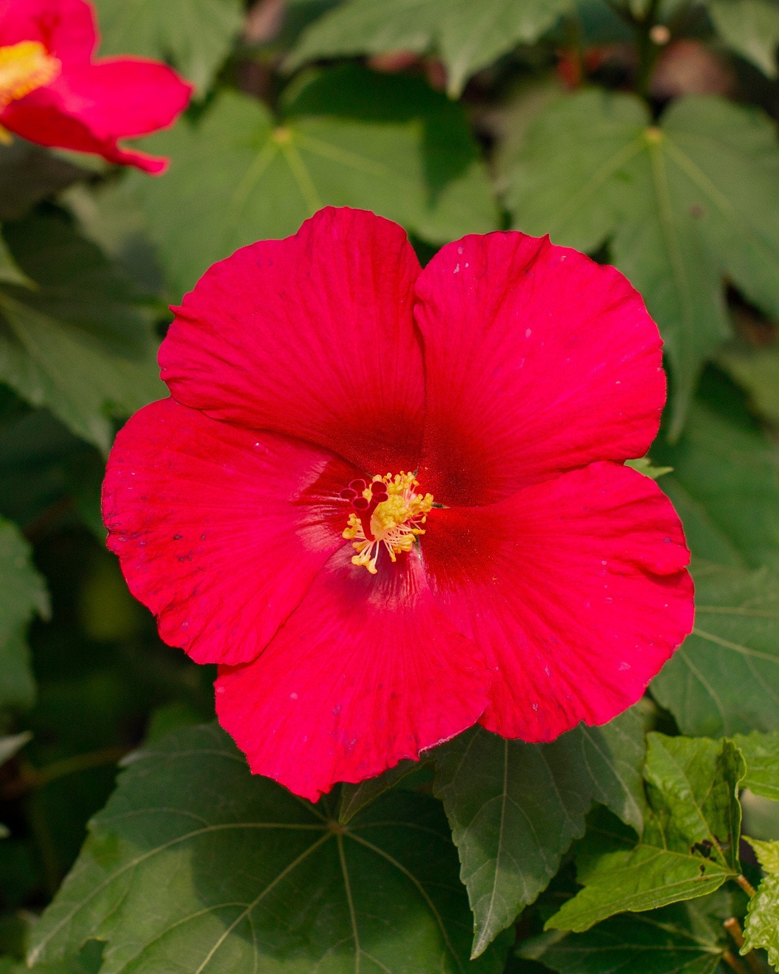 Big Hit Red Hardy Hibiscus with a large vivid red flower and yellow stamens among green leaves