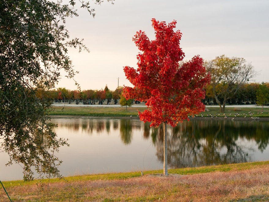 Deciduous Trees