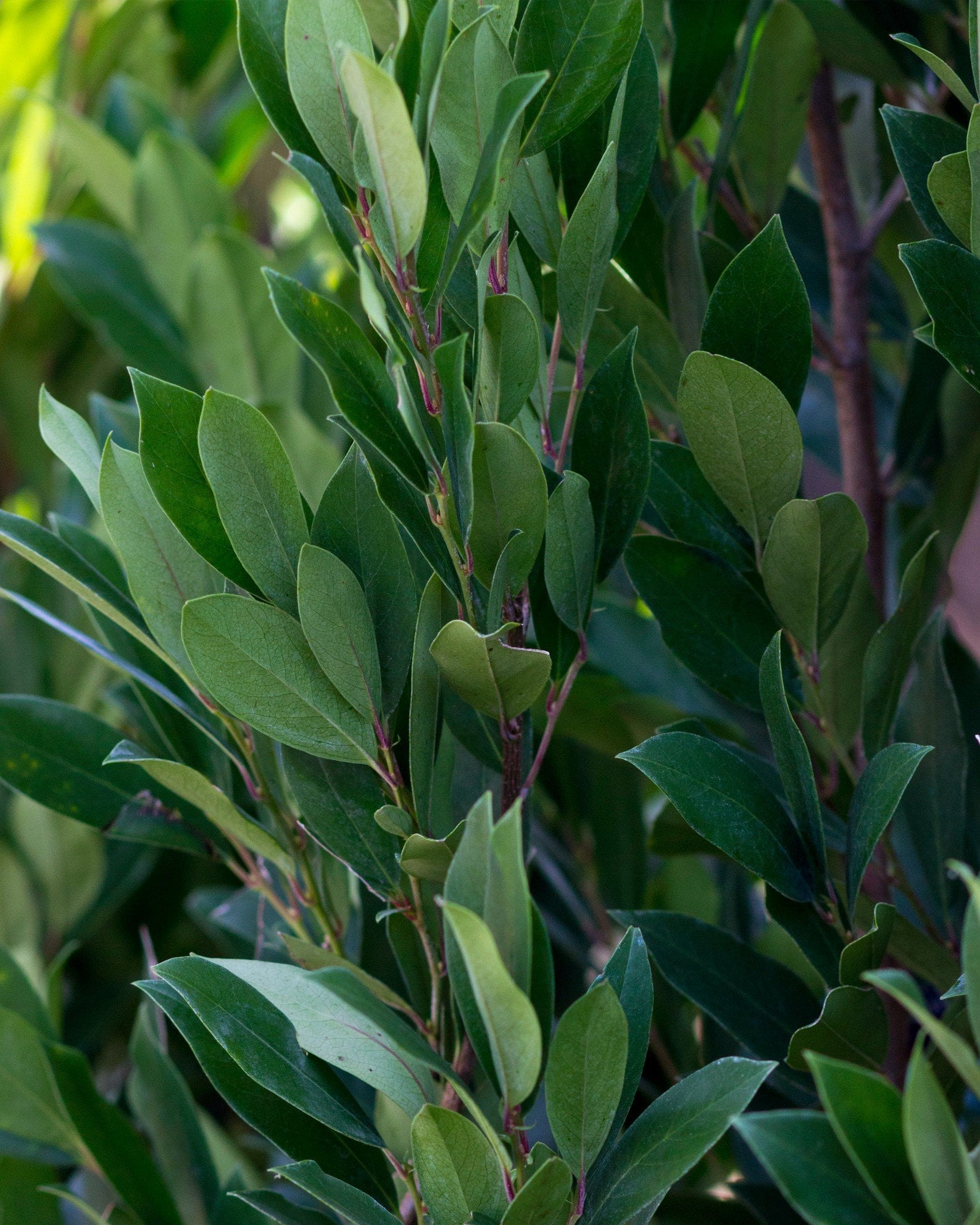 Cherry Laurel Everbrite with dense glossy green leaves and upright branches