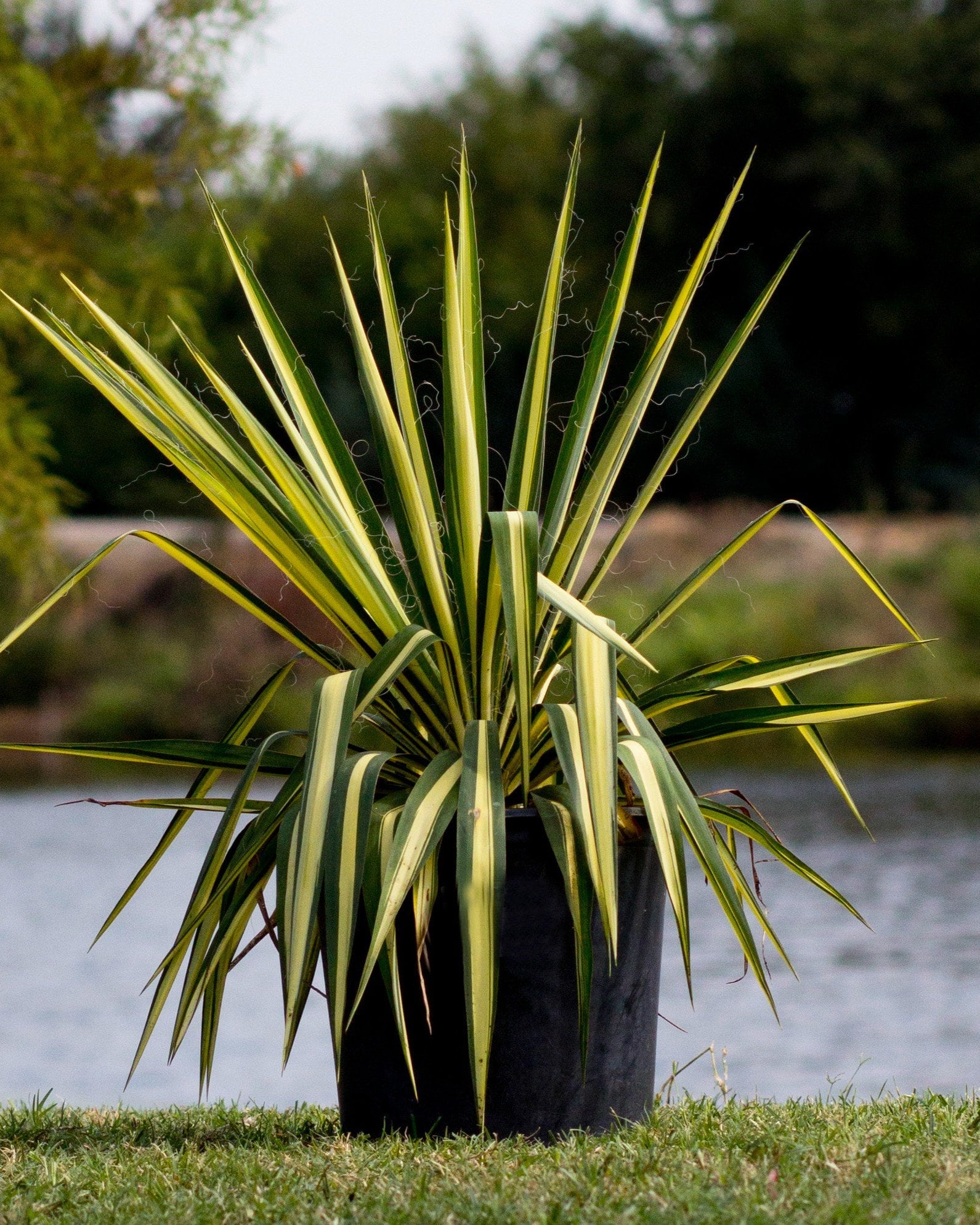 Color Guard Yucca with spiky green and yellow leaves in a black nursery container