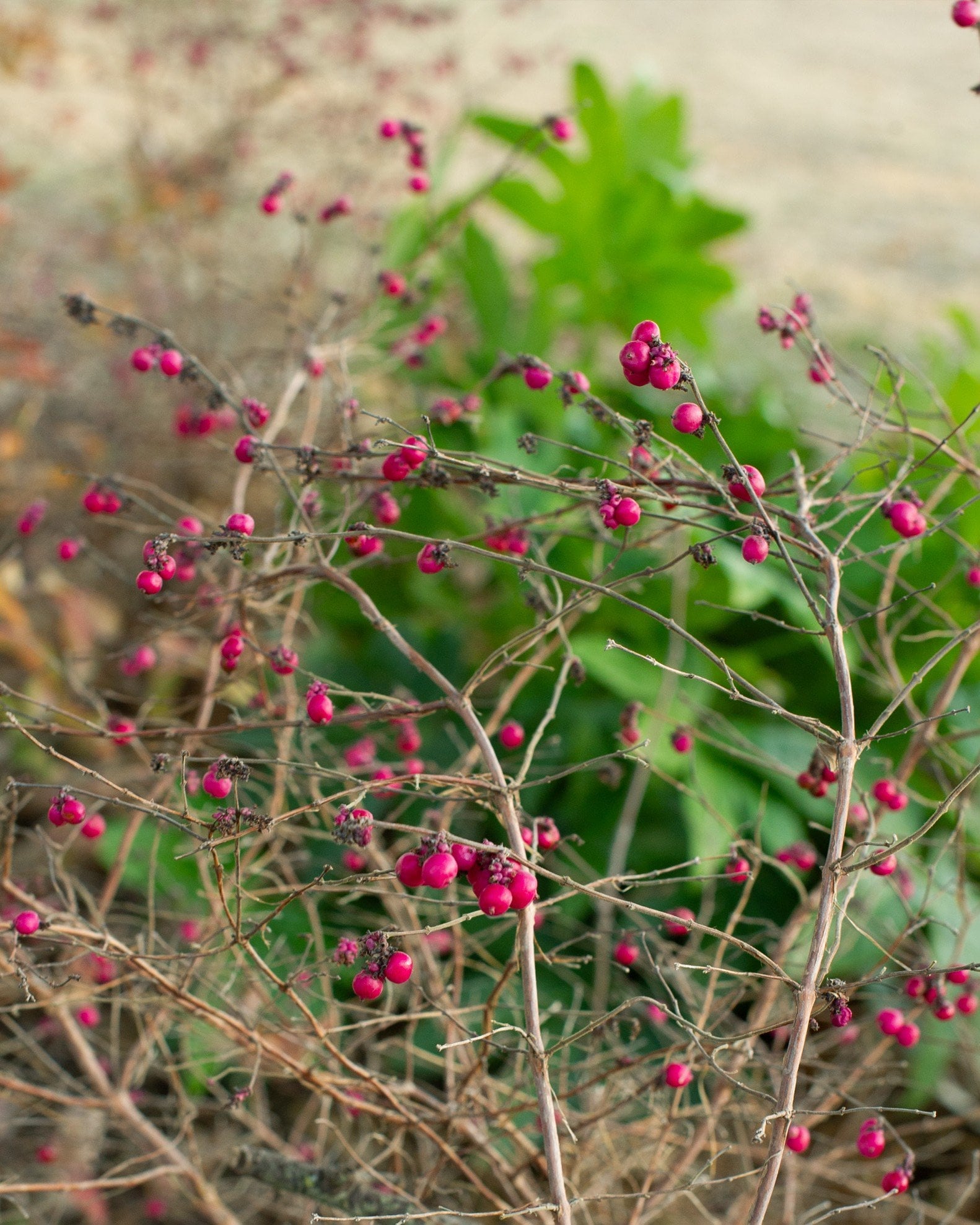 Coralberry with bright pink berries on bare branching stems