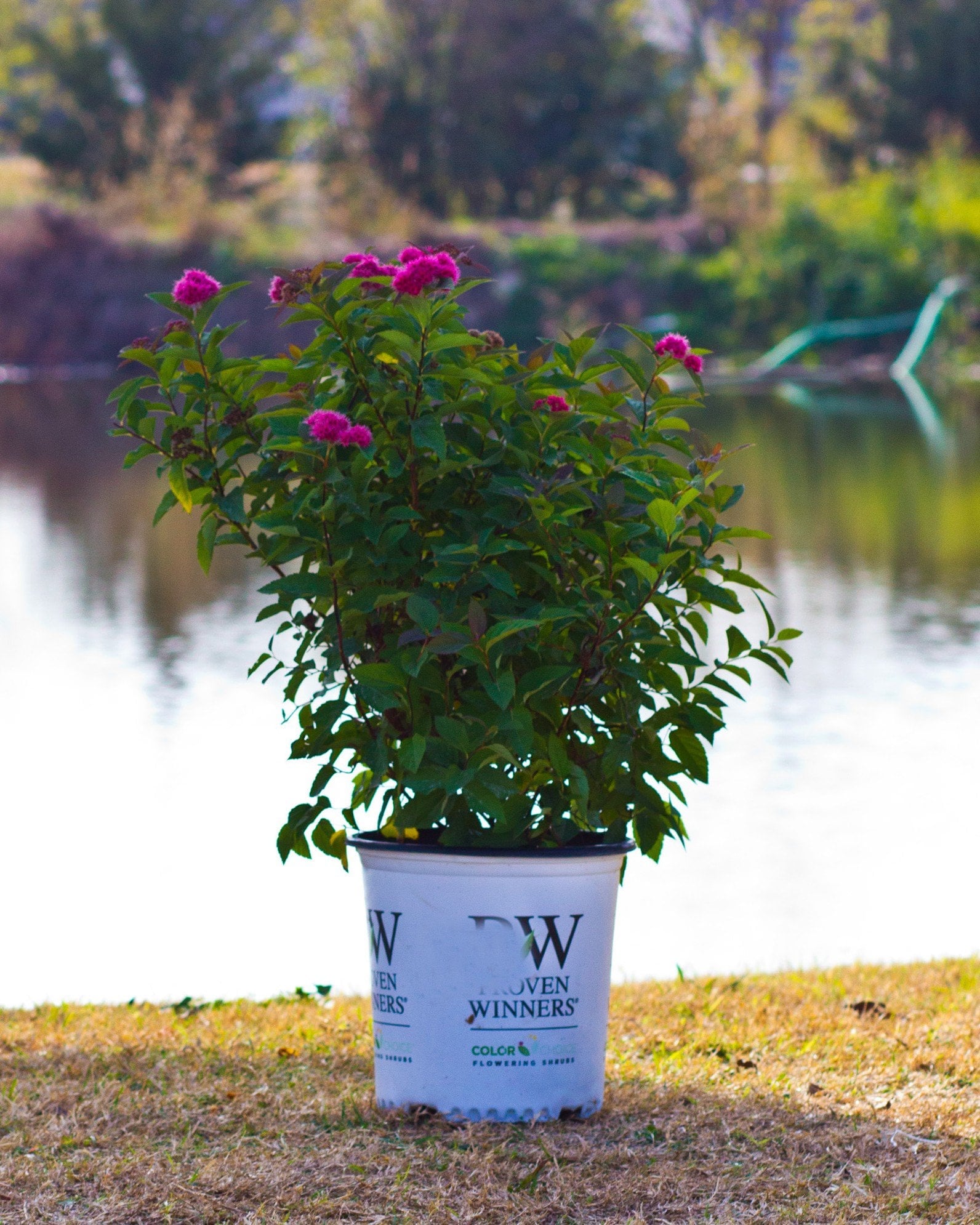 Double Play Doozie Spirea with bright pink flowers in a nursery container beside a pond