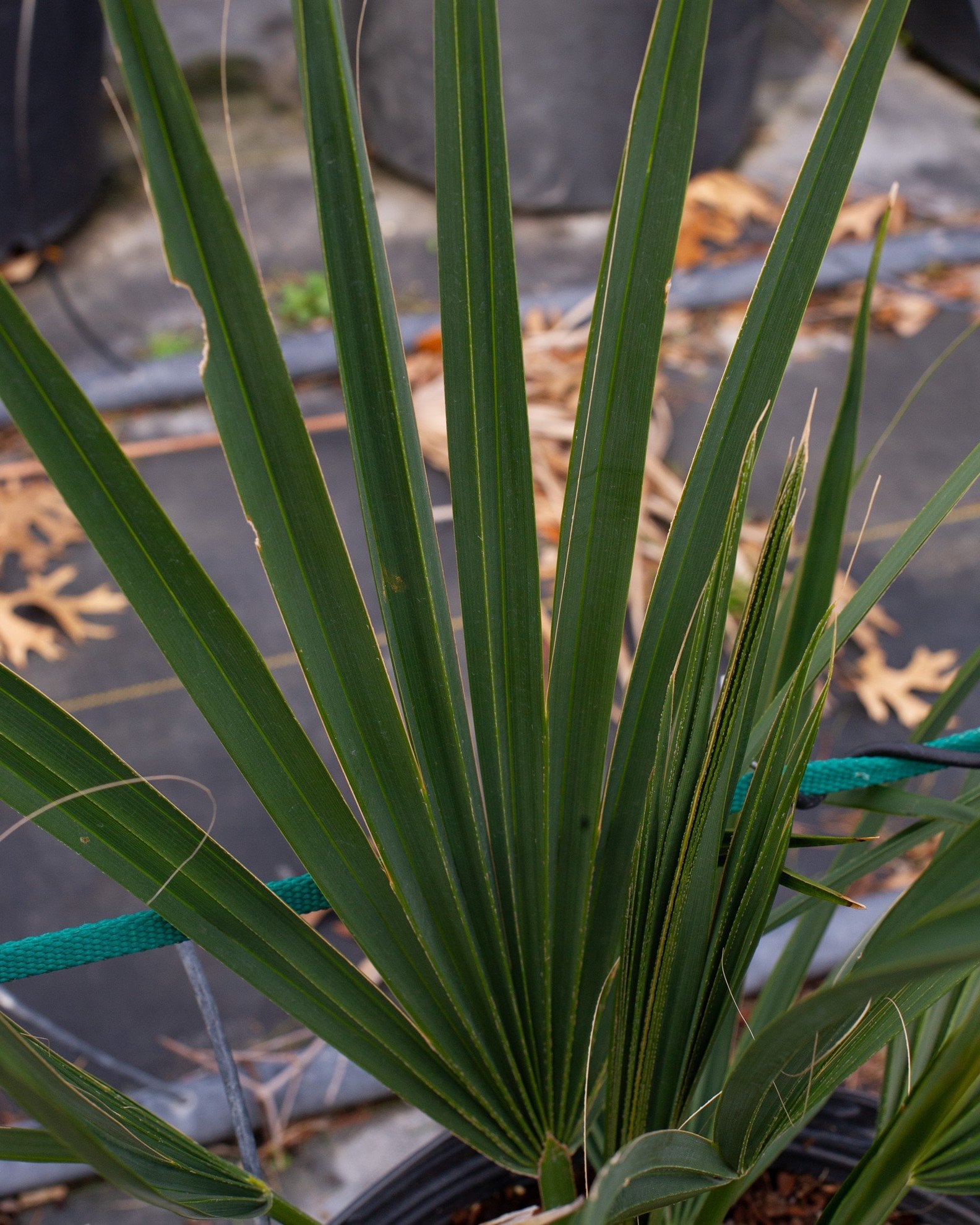 Dwarf Palmetto Palm with long upright green fronds in a nursery container
