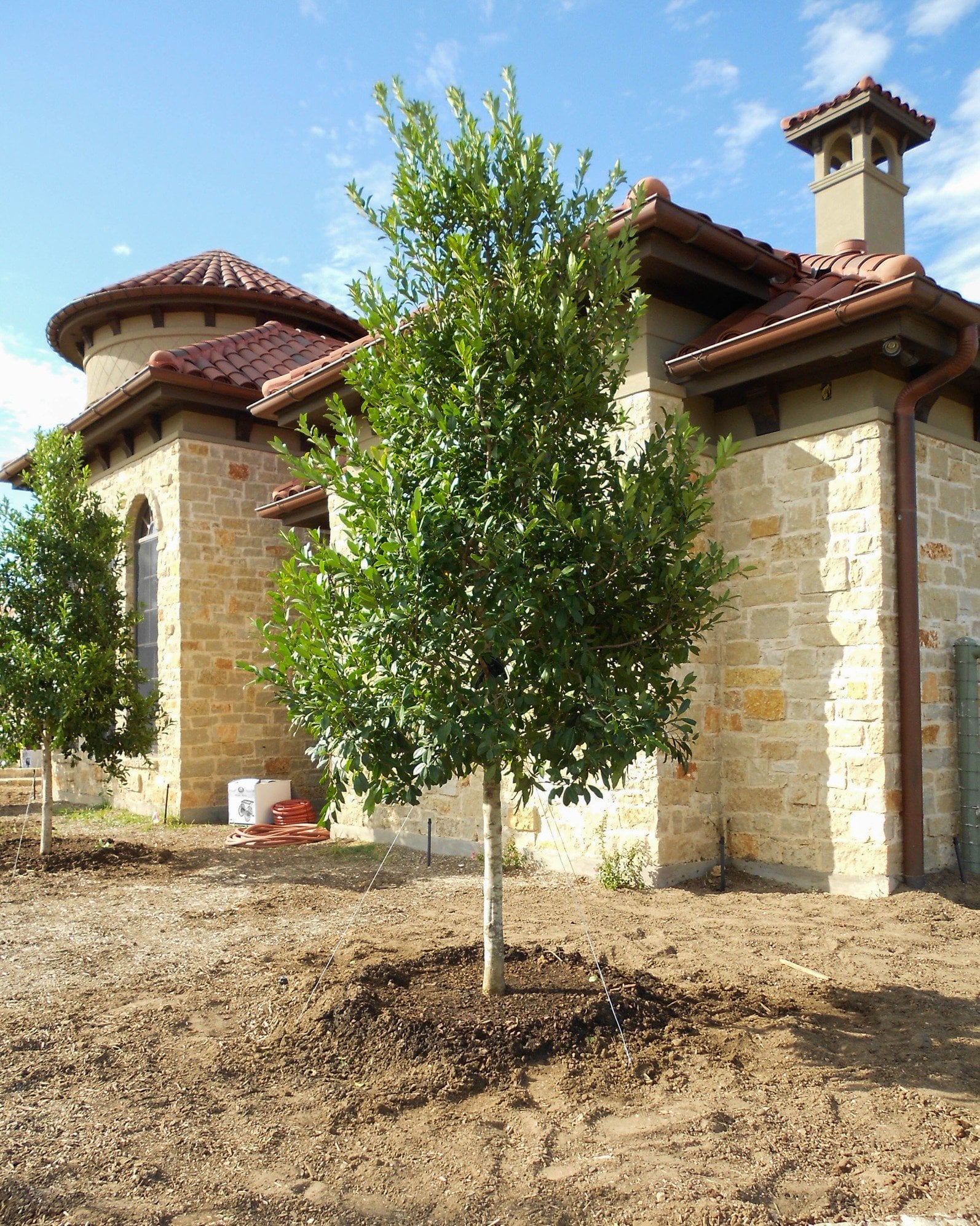 Eagleston Holly Tree Form planted in a landscaped yard beside a stone house