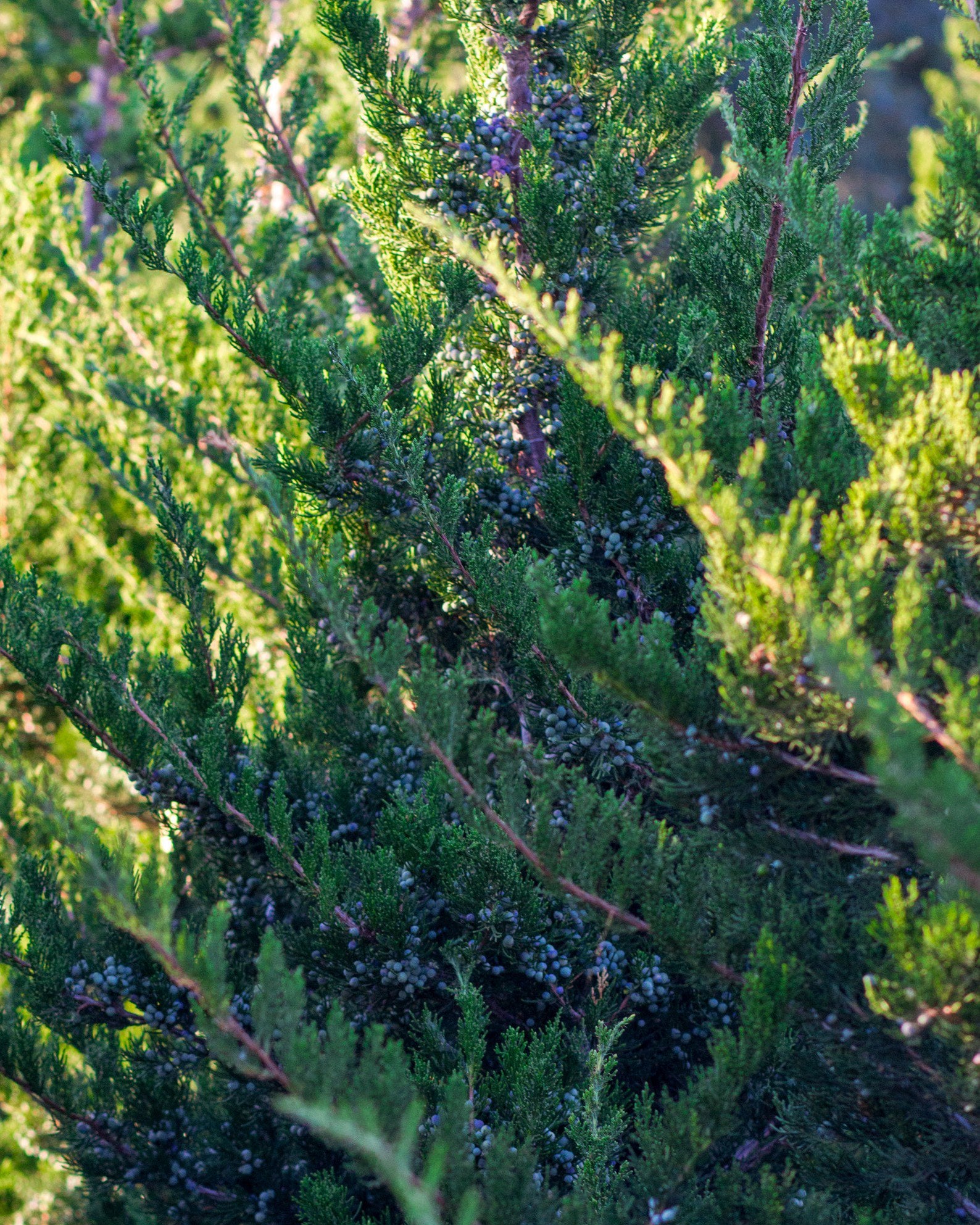 Eastern Red Cedar Emerald Sentinel with dense blue-green foliage and upright branching