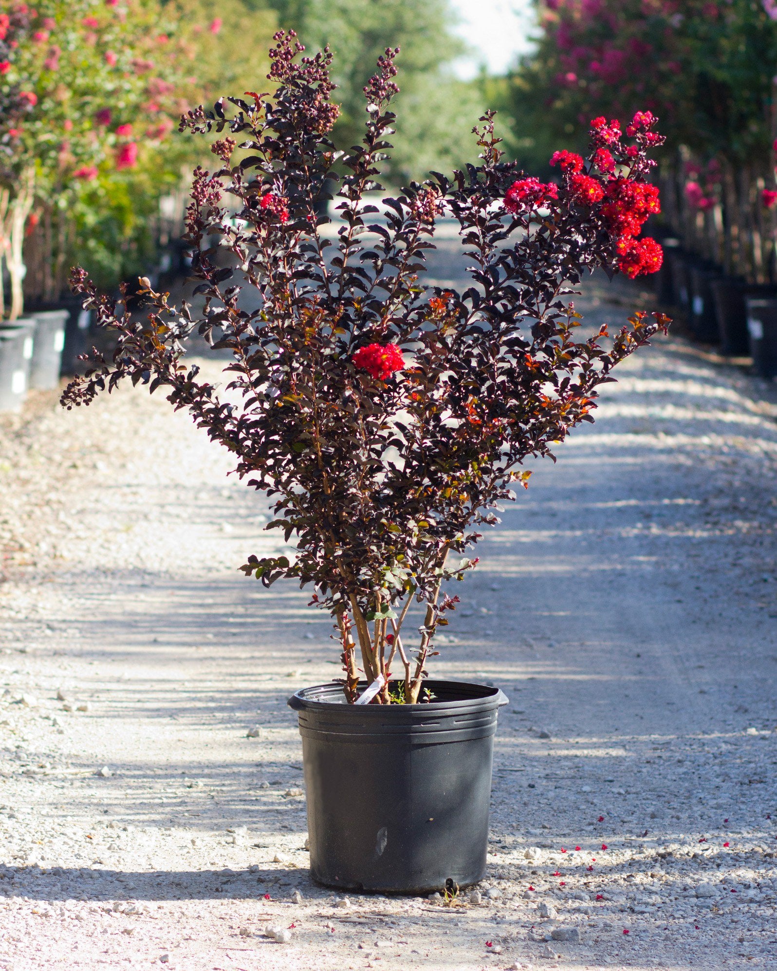 Ebony Embers Crape Myrtle with dark foliage and bright red flower clusters in a nursery container