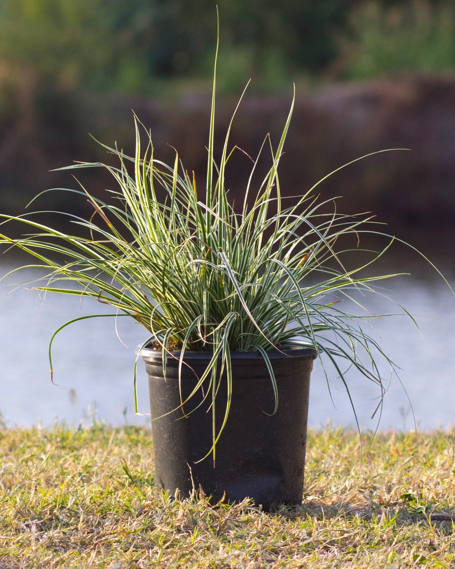 Feather Falls Carex Sedge with arching striped foliage in a black nursery container