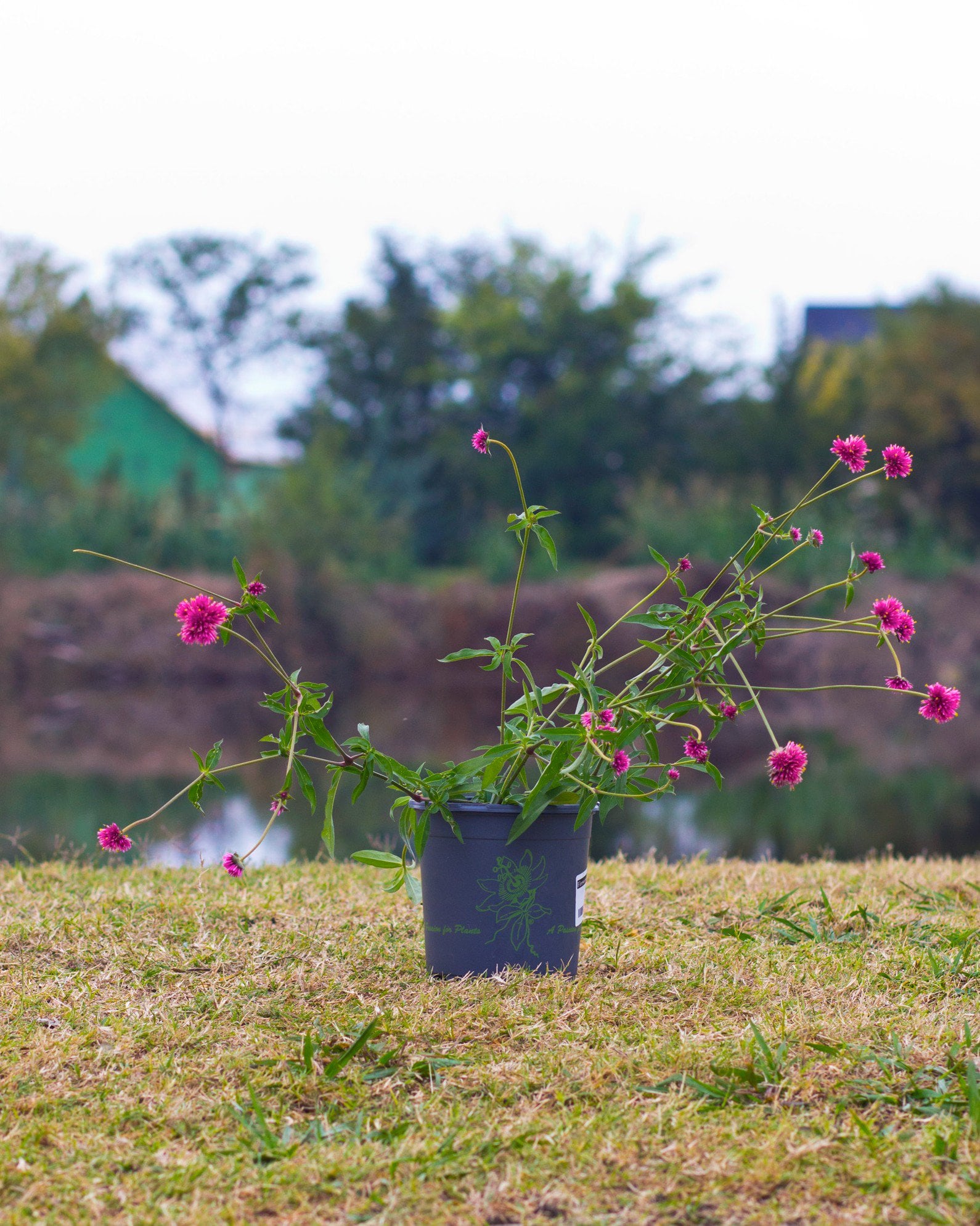 Fireworks Gomphrena with slender stems and bright pink pompom flowers in a nursery container