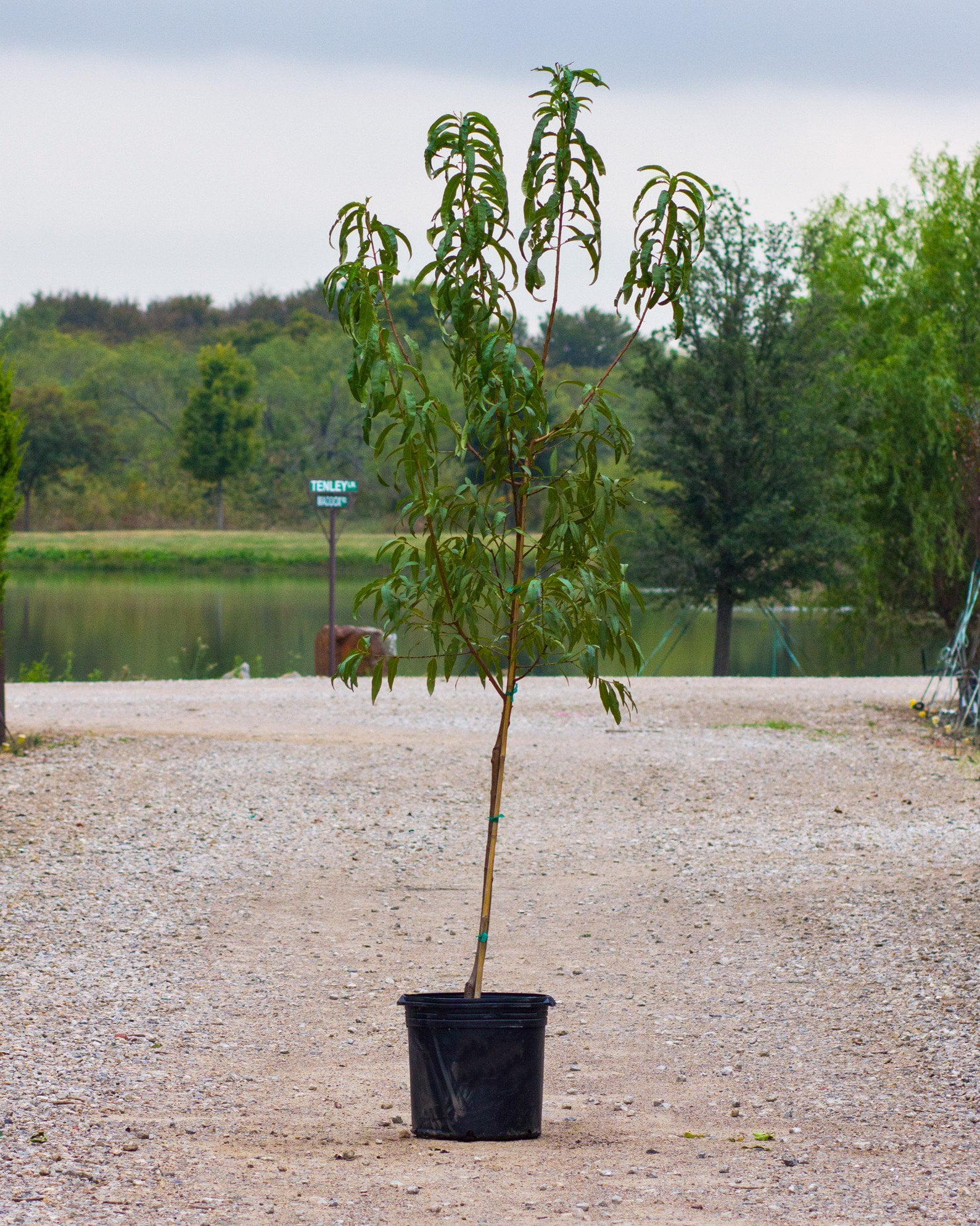 Harvester Peach tree with slender green leaves in a black nursery container beside a pond