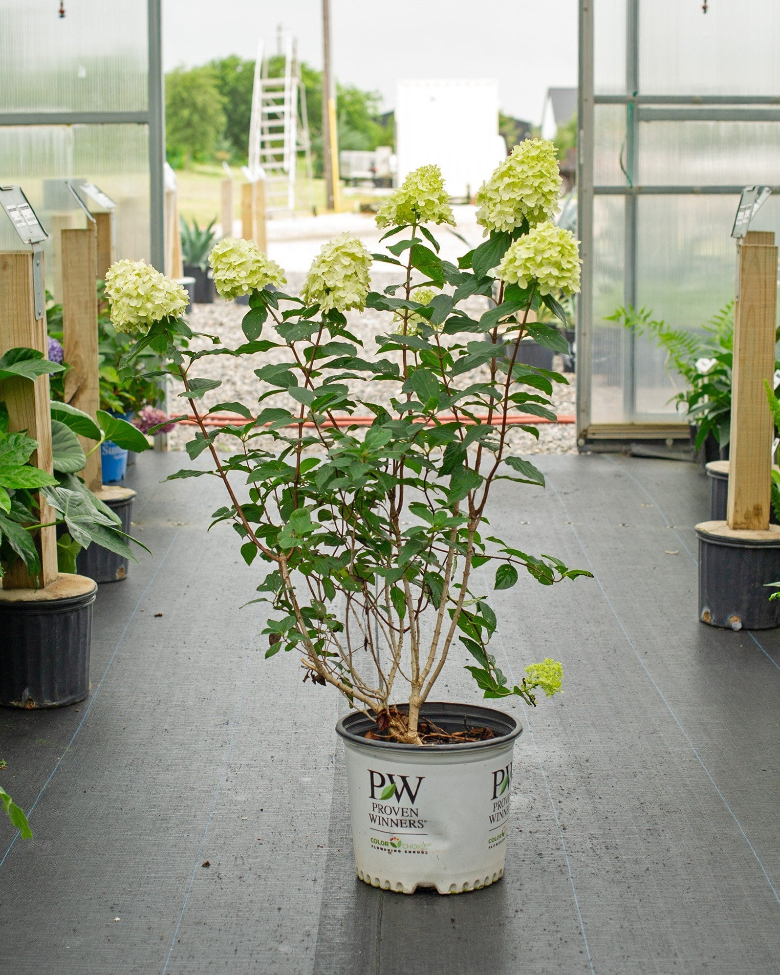 Limelight Hydrangea with pale green flower clusters in a nursery container