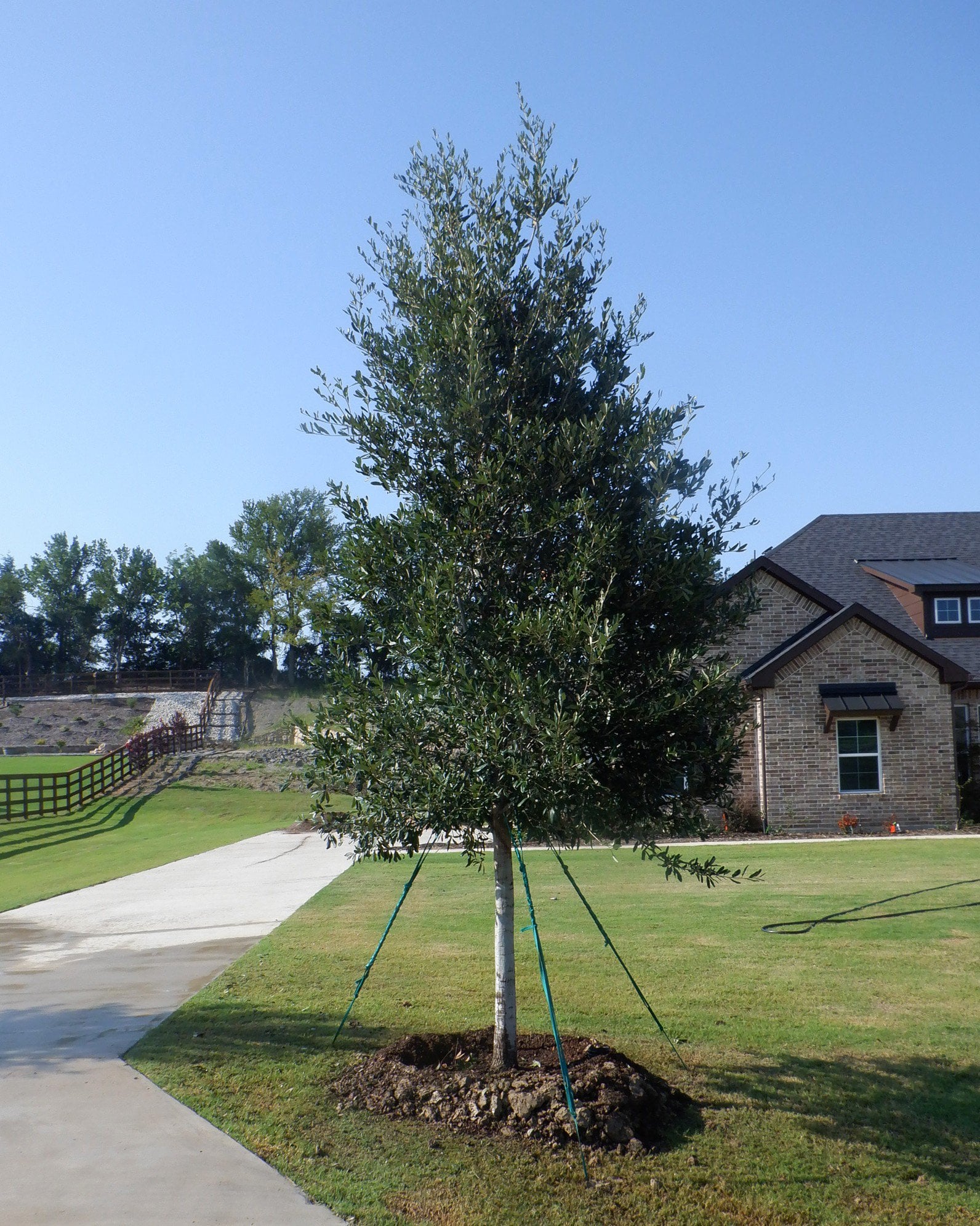 Live Oak tree staked in a residential lawn beside a driveway