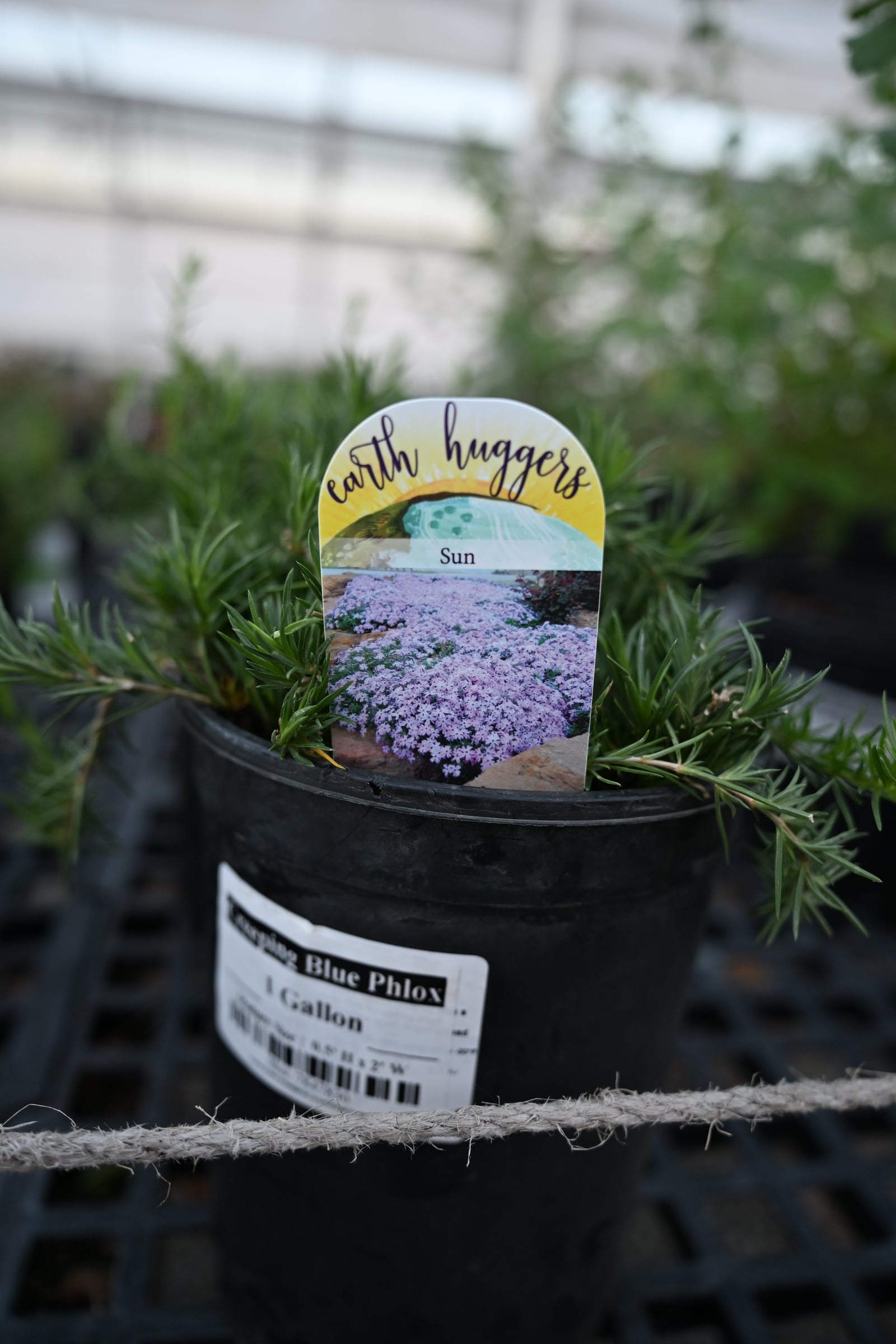 Creeping Blue Phlox in a black nursery container with slender green foliage and a blooming plant label