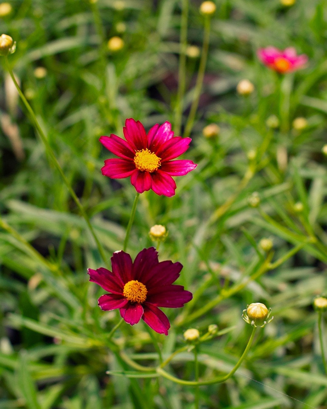 Mercury Rising Coreopsis with deep red and magenta flowers among green foliage