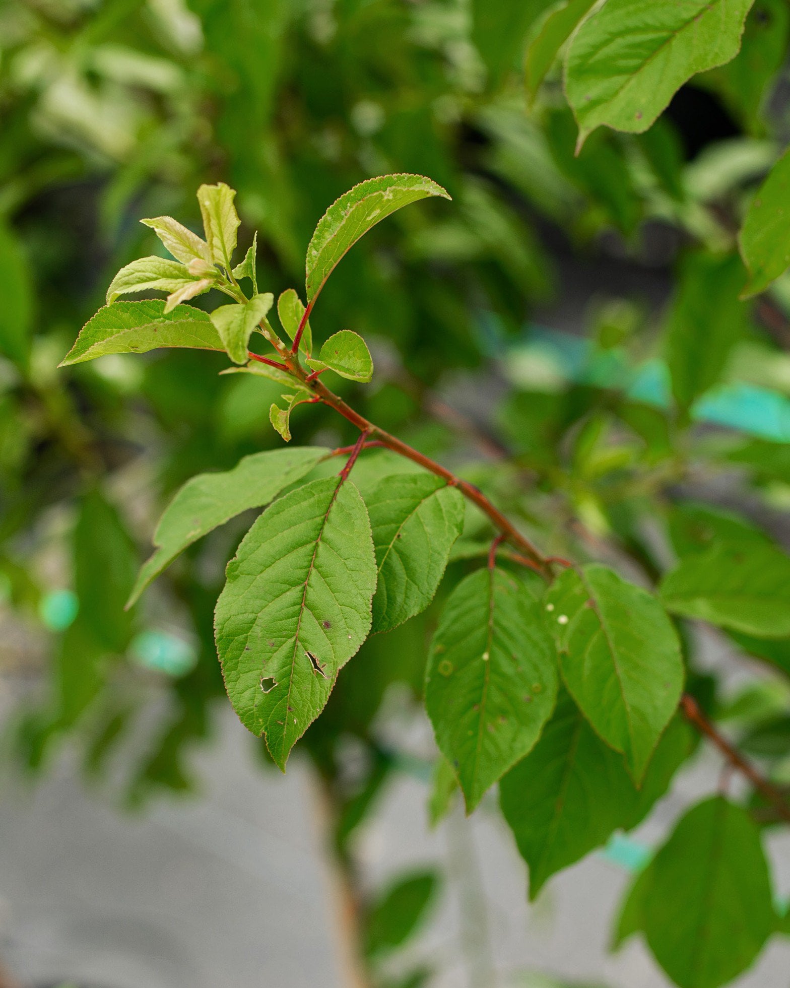 Methley Plum branch with fresh green leaves and reddish stems