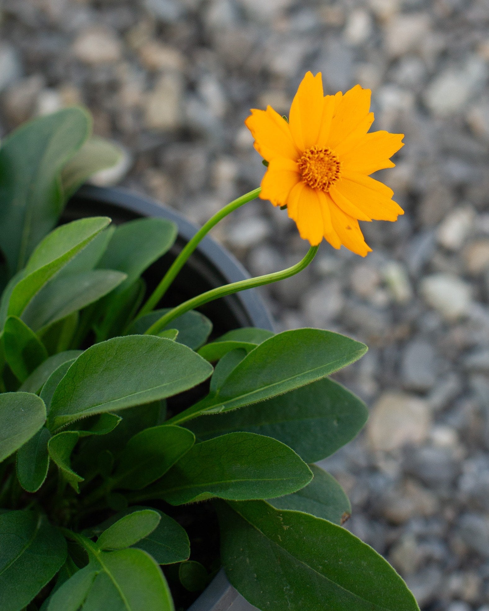 Nana Coreopsis with bright yellow flowers and broad green leaves in a nursery container