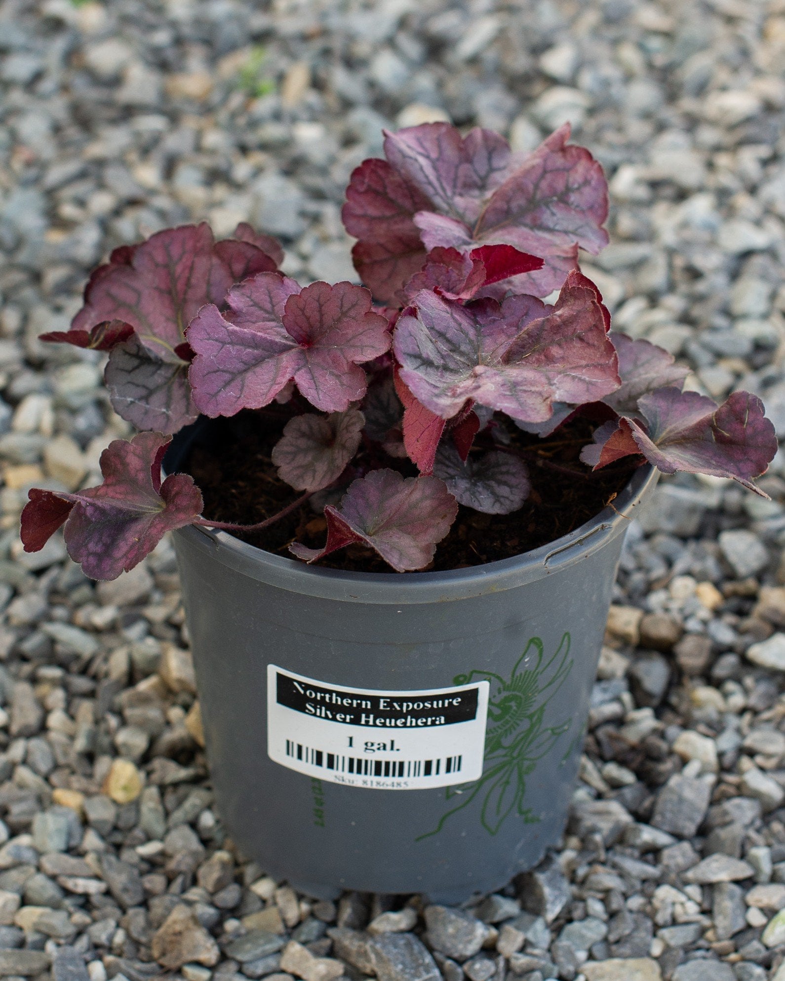 Northern Exposure Silver Heuchera with burgundy and silver foliage in a nursery container