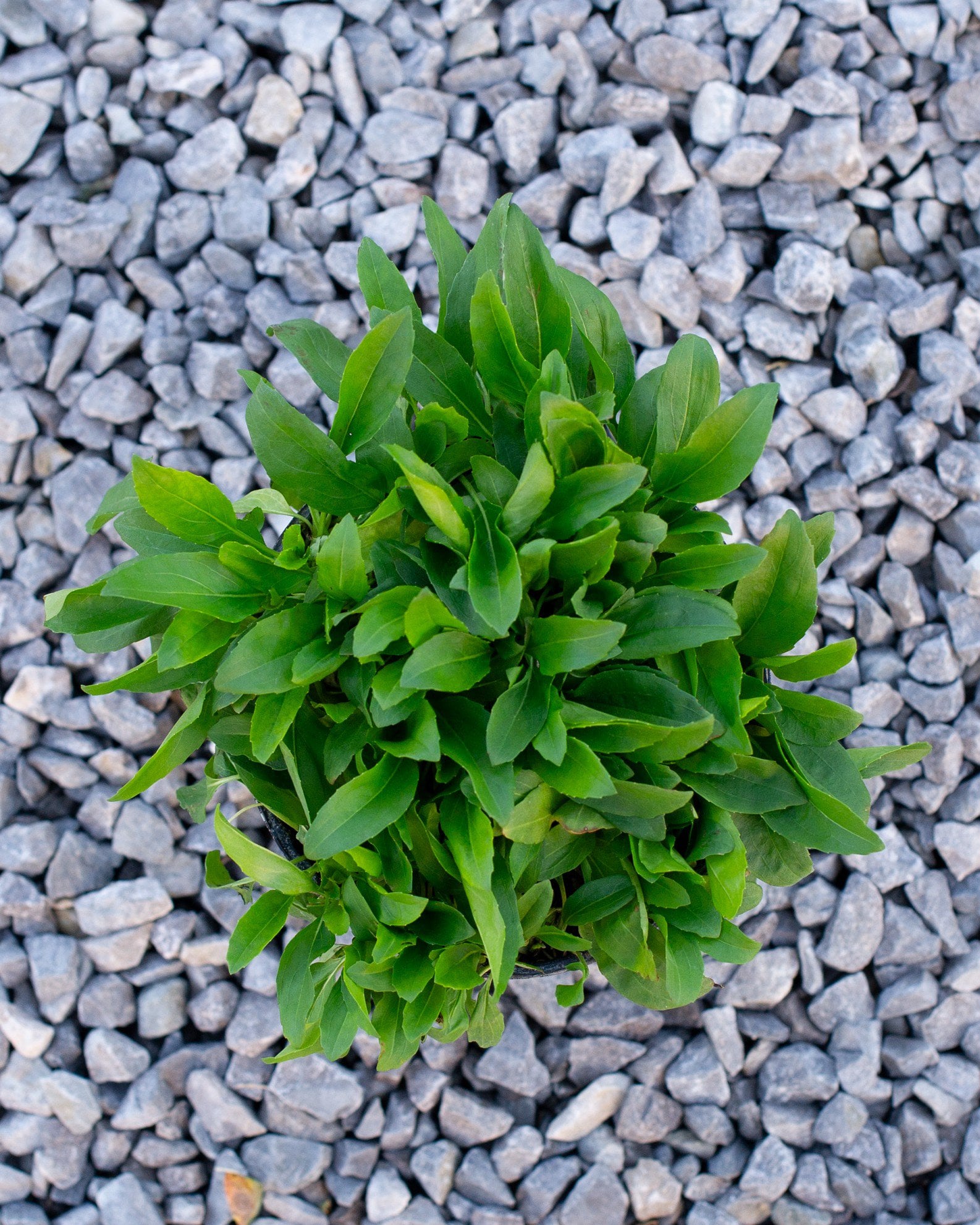 Obedient Plant with dense bright green foliage growing over gray gravel