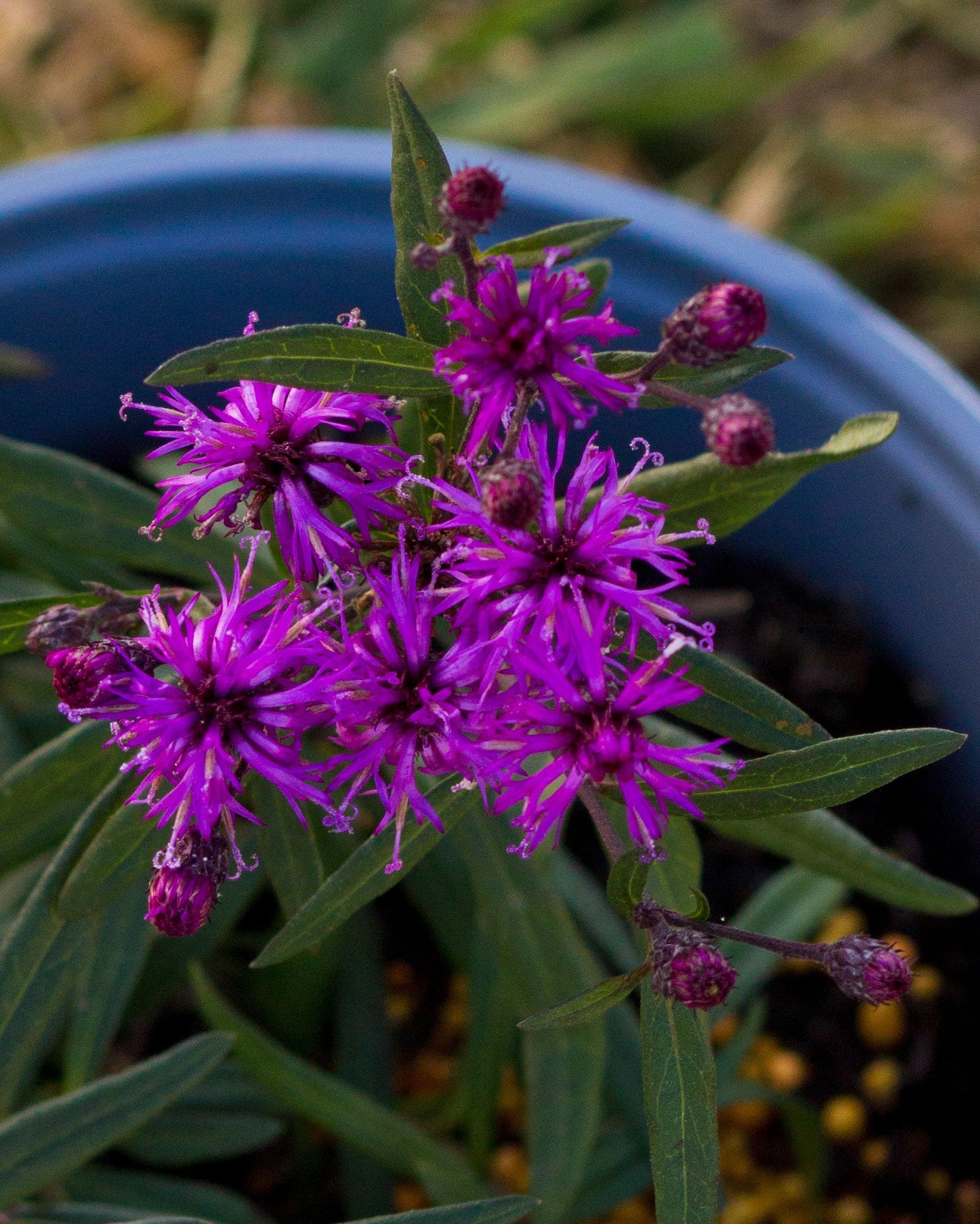 Prairie Princess Ironweed with vivid purple flowers and buds in a blue nursery container