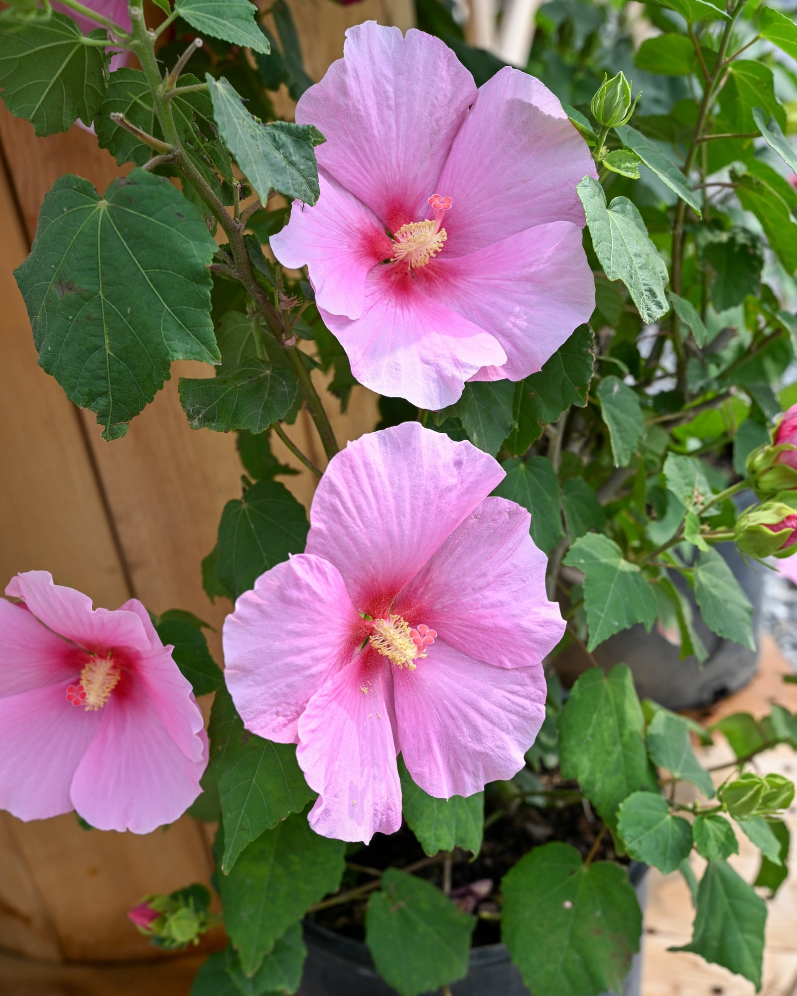 Big Hit Pink Hardy Hibiscus with large pink flowers and green leaves in a container