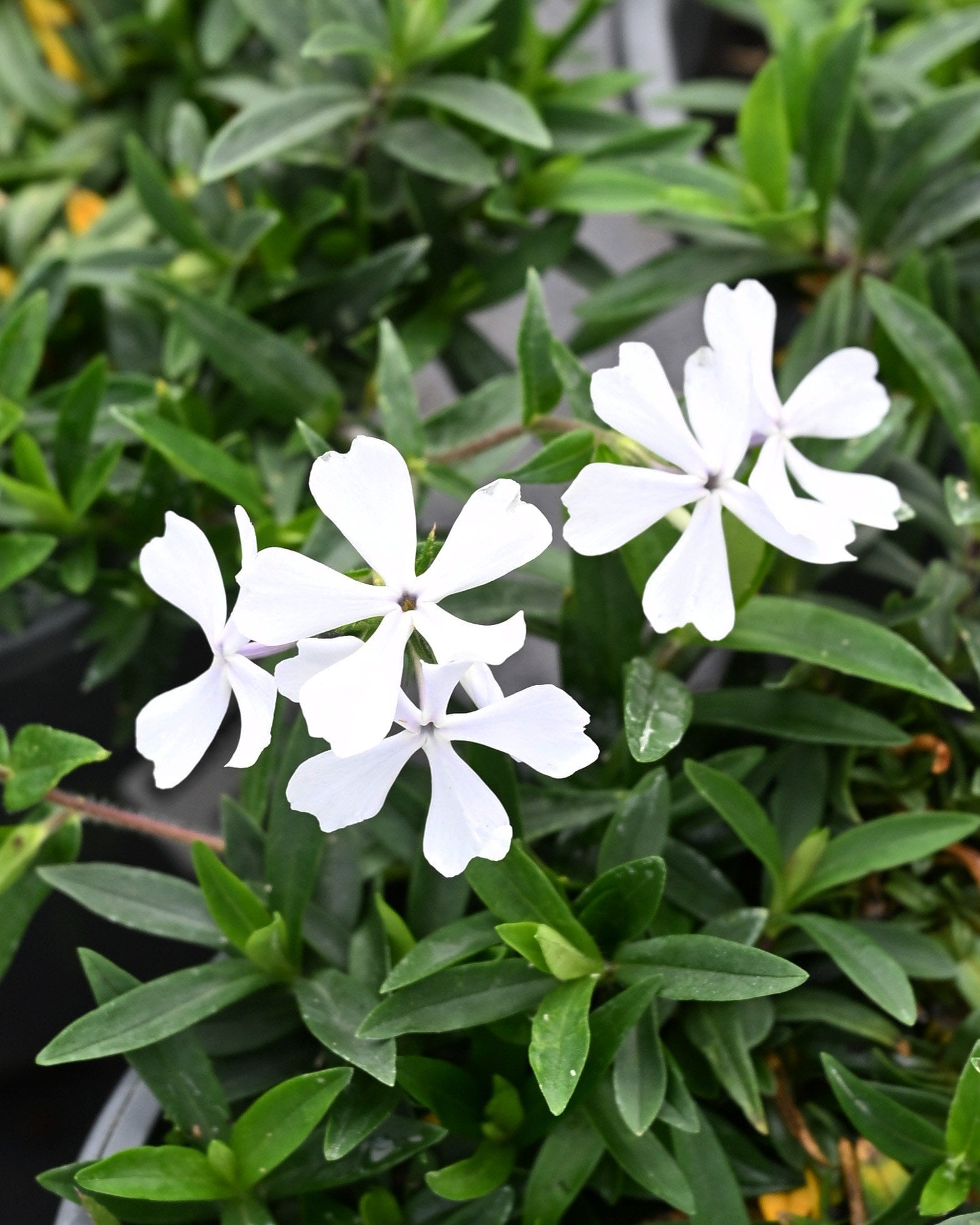 Blue Moon Phlox with white flowers and narrow green leaves