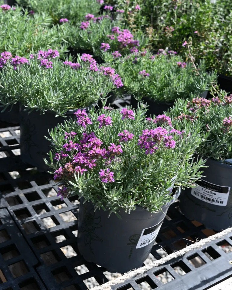 Gray Creeping Germander flowering with purple blooms in nursery containers