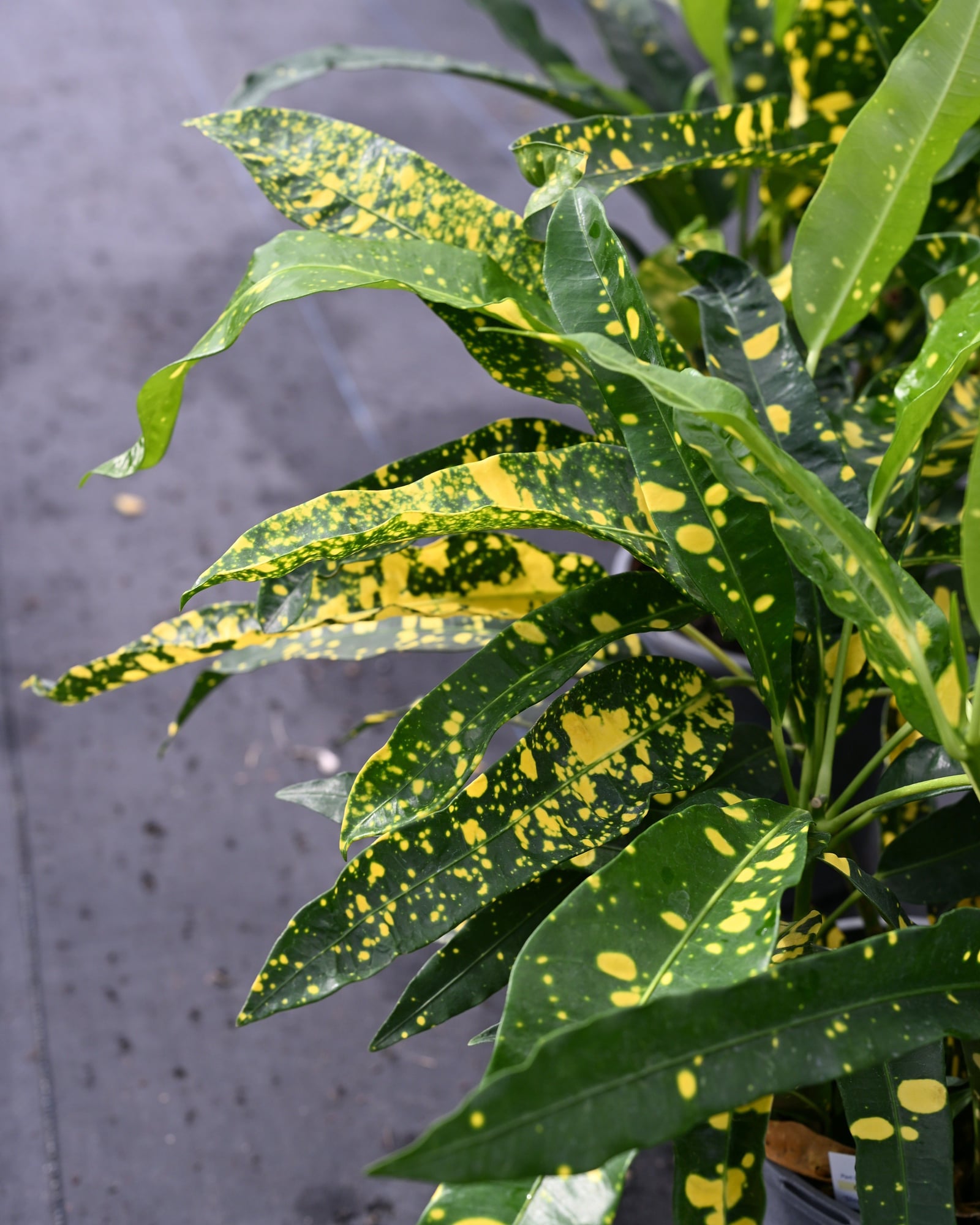 Sloppy Painter Croton with narrow green leaves covered in bright yellow speckles