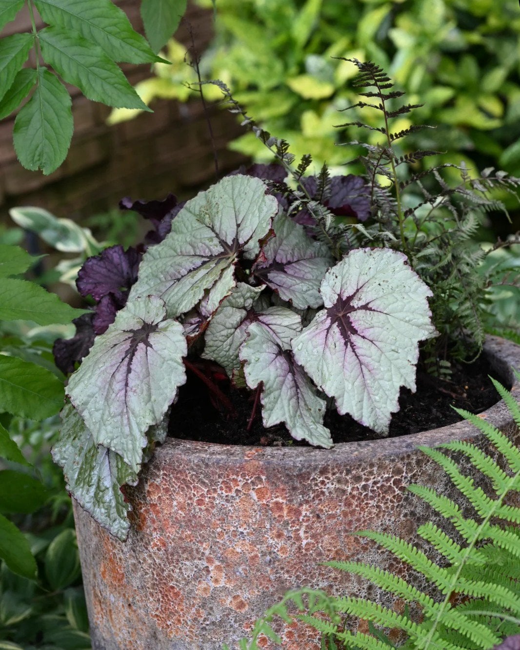 T Rex First Blush Begonia with silver leaves and dark purple veins in a textured container